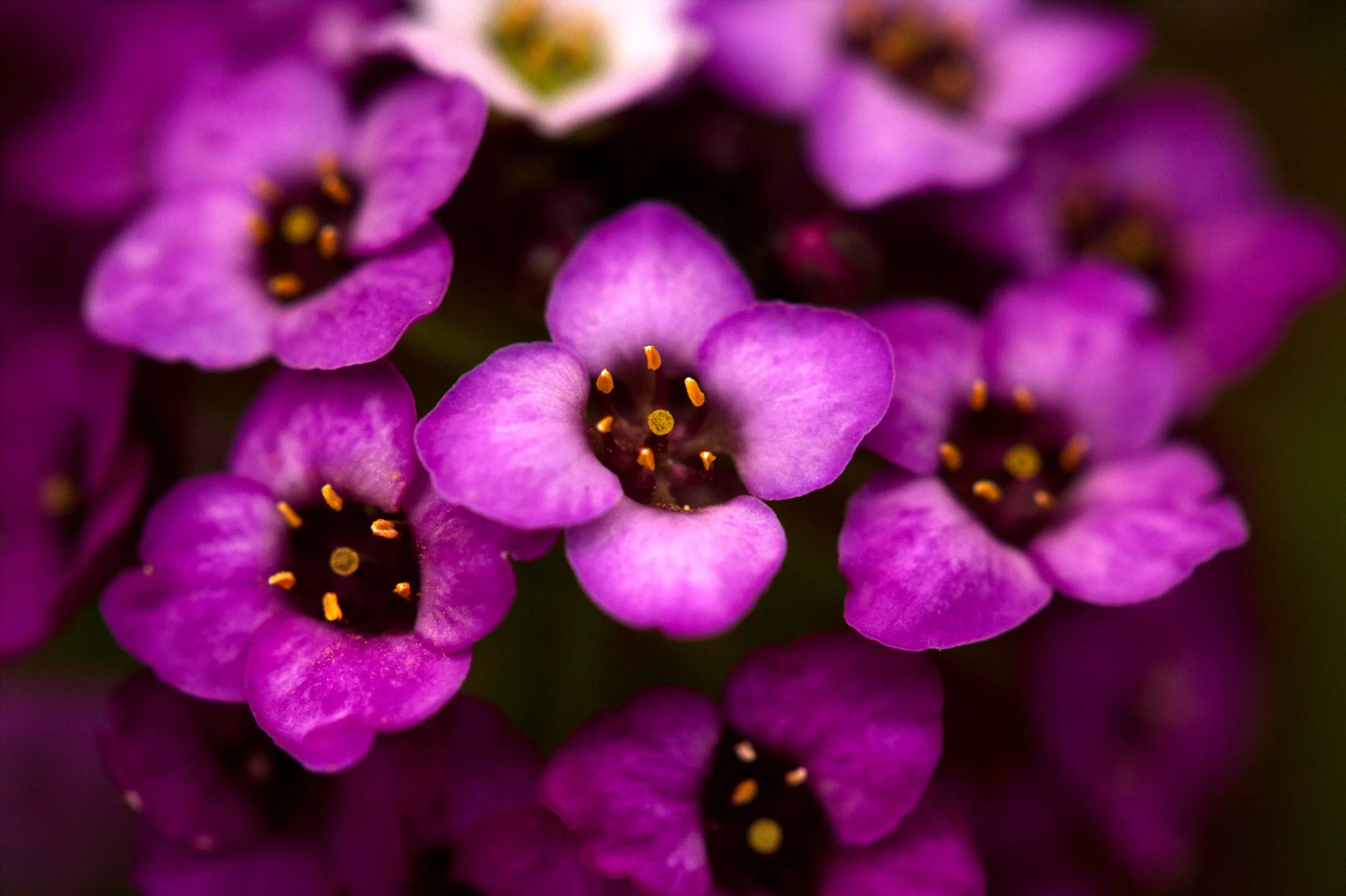 deckflowers6984.jpg