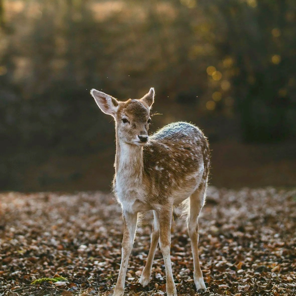 An image of fawn in the forest at sunset. Meant to represent the fawn response: a nervous system response to toxic interpersonal dynamics that looks like chronic people pleasing.