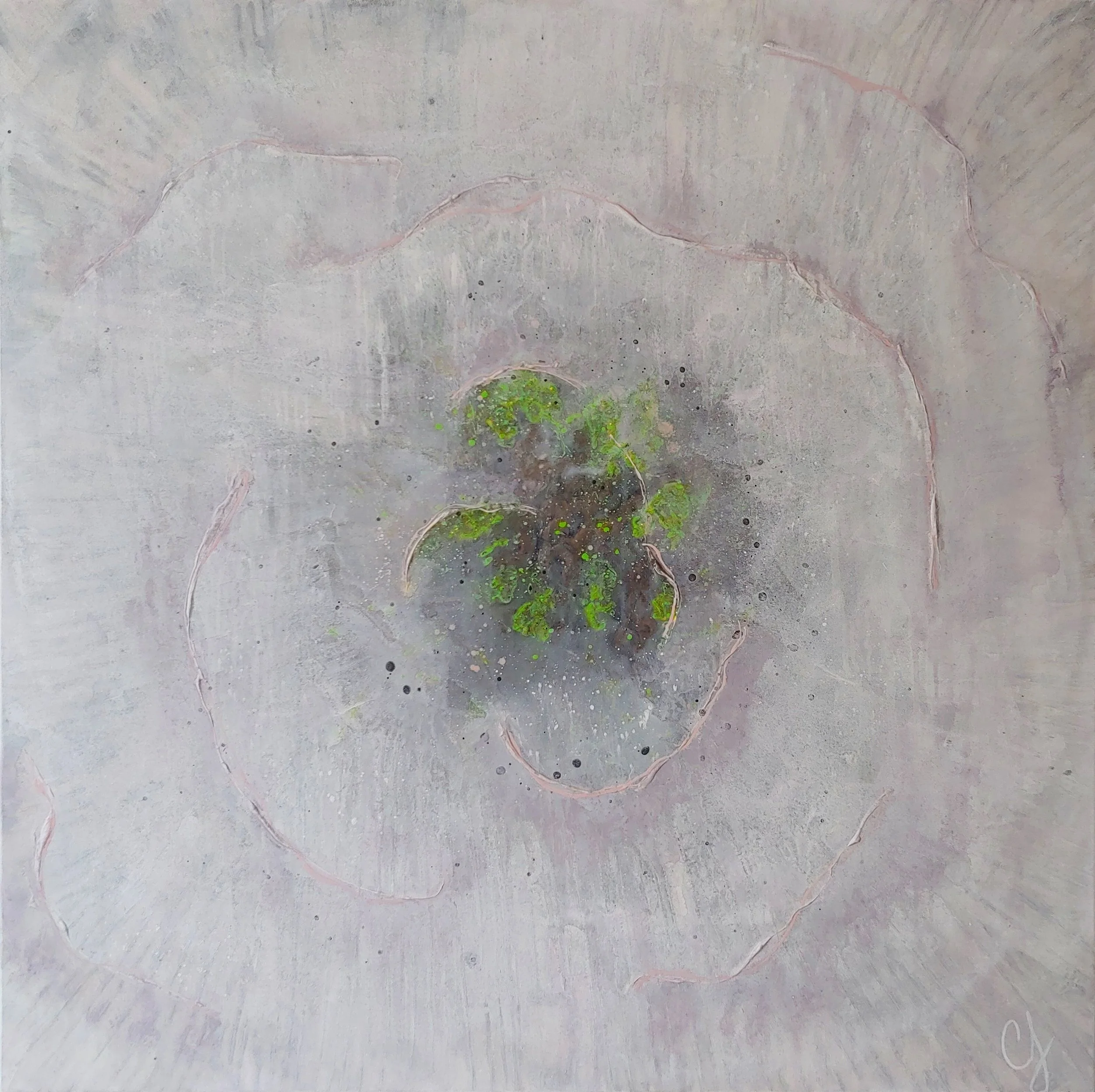 Poppy, 40x40", acrylic and paste on canvas, $1040