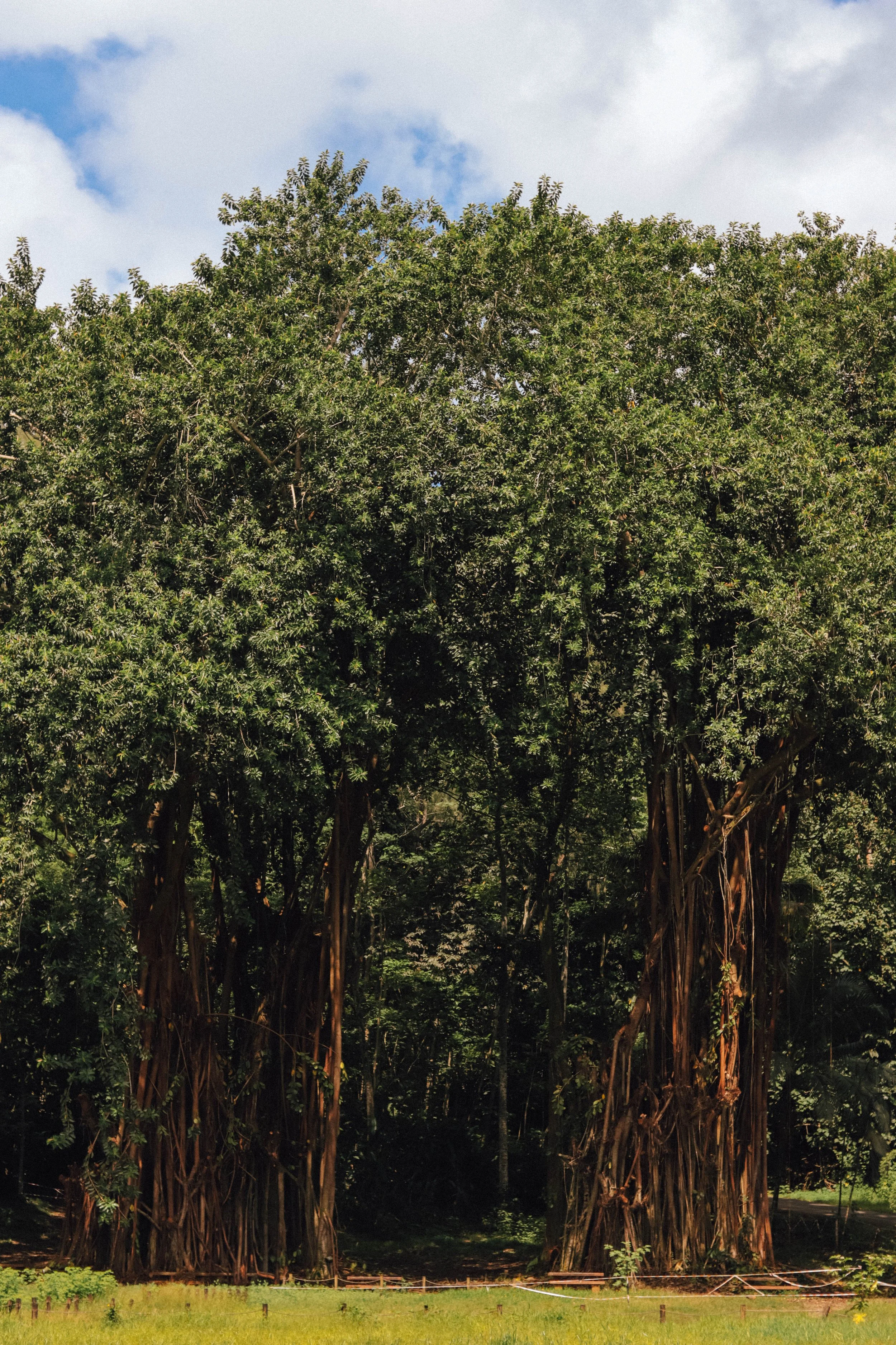 A large, dense tree with thick foliage and multiple trunks extending from the ground, set against a partly cloudy sky.