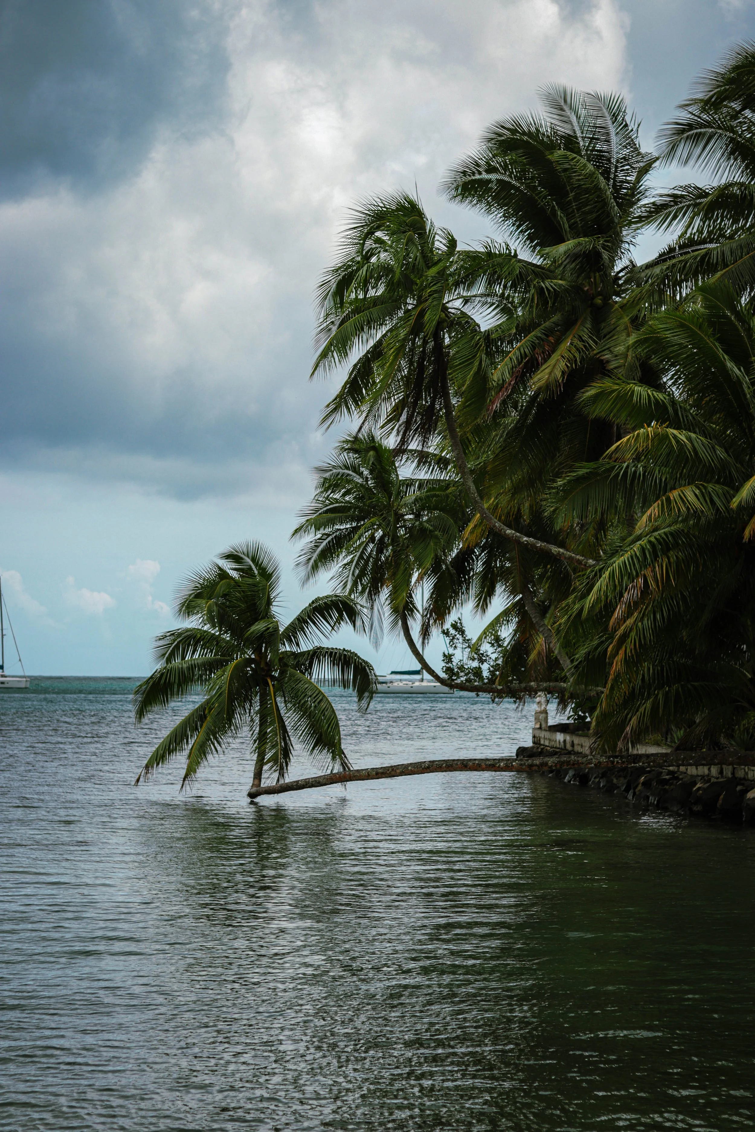 Tropical beach scene featuring lush green palm trees along the shoreline with the ocean and cloudy sky in the background.