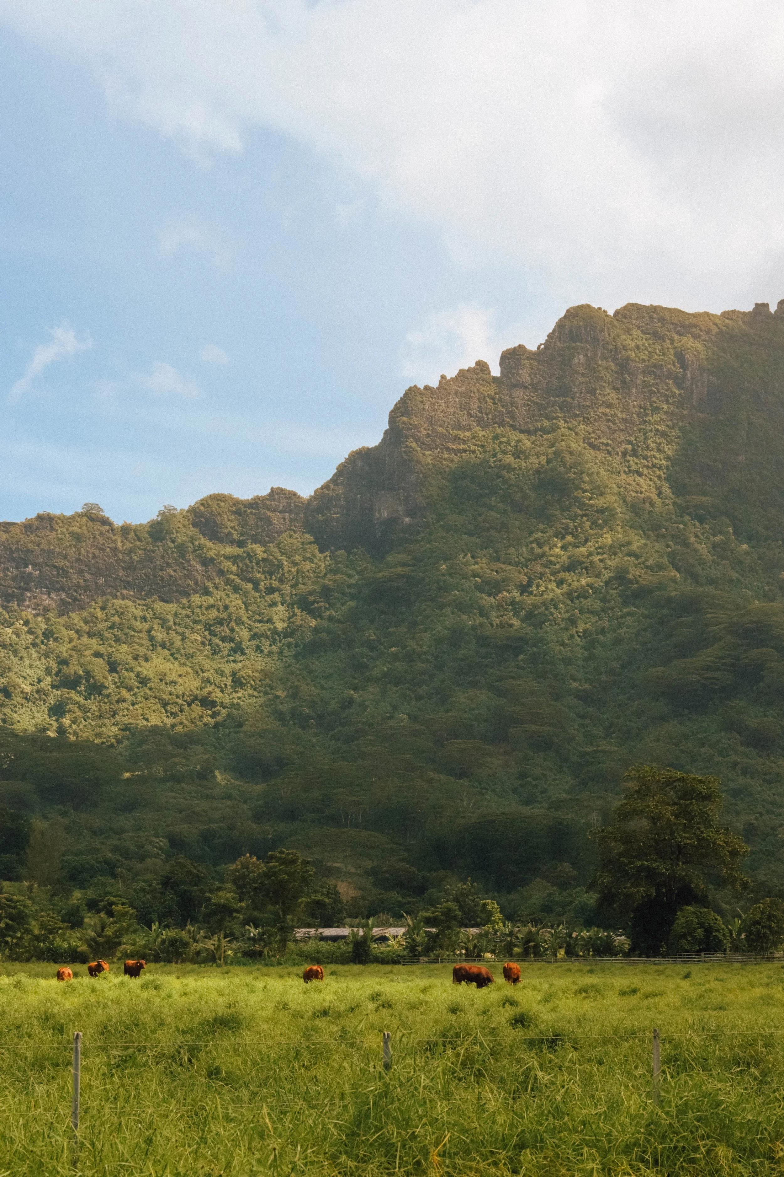 Green pasture with cows grazing, trees, a mountain range in the background, and a partly cloudy sky.