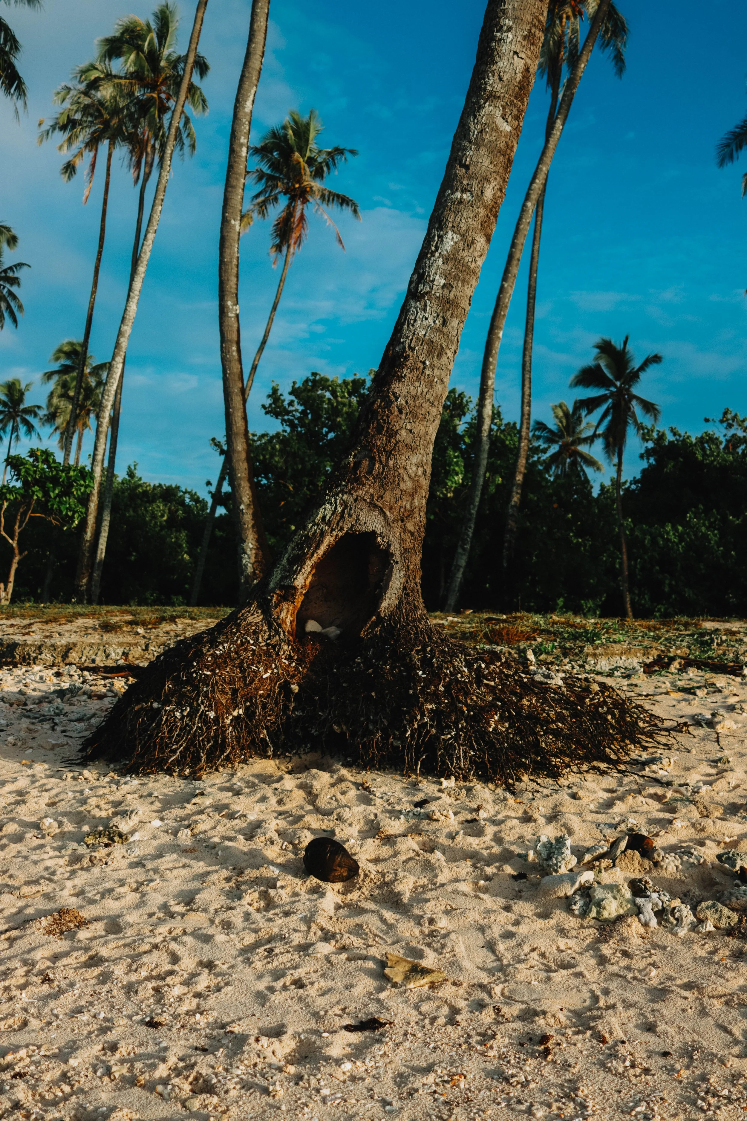 A tropical beach scene featuring a leaning palm tree with its roots visible in the sand, surrounded by other palm trees and lush greenery under a blue sky with scattered clouds.