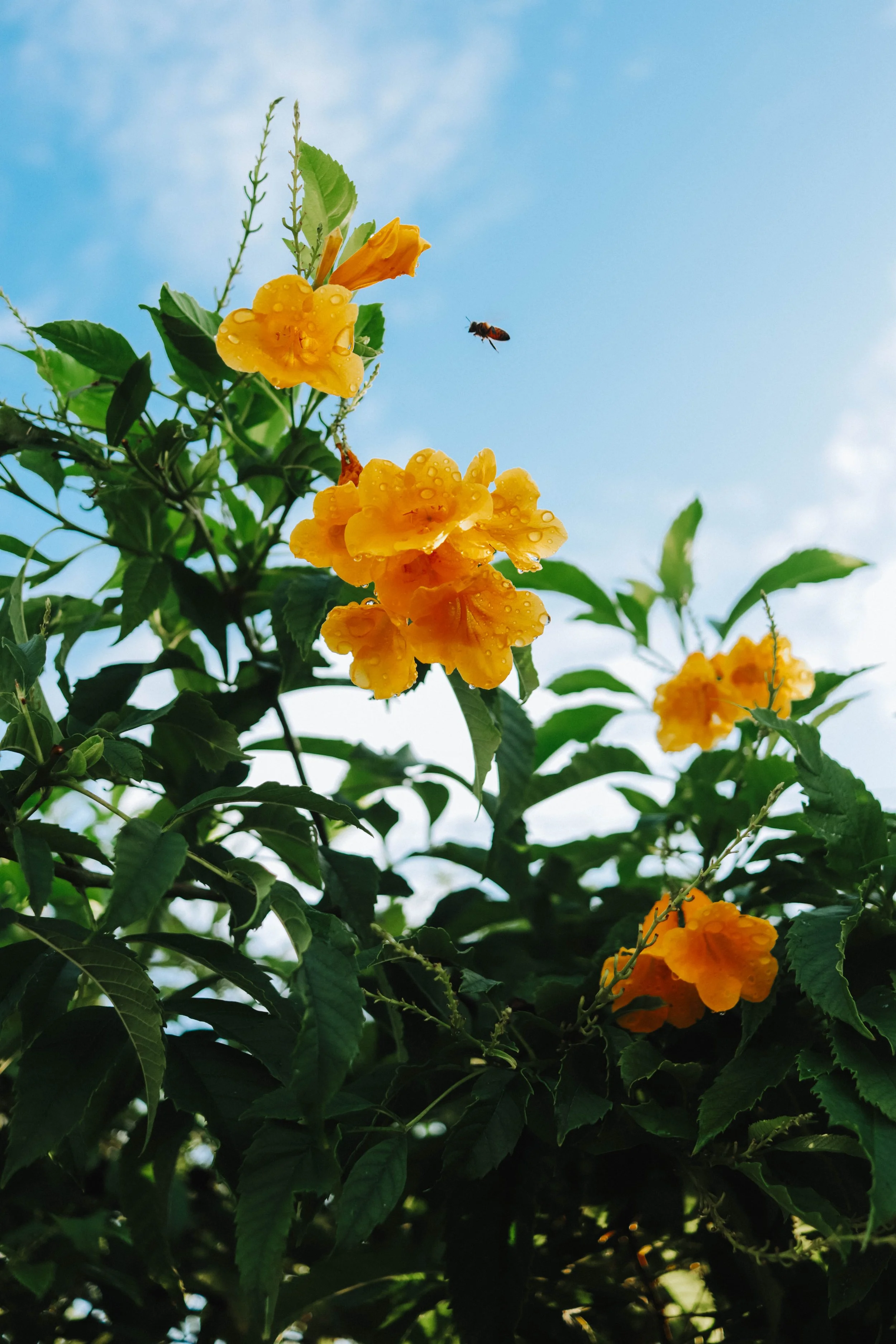 Yellow flowers with raindrops on petals blooming on a leafy green plant against a blue sky with a bee flying nearby.