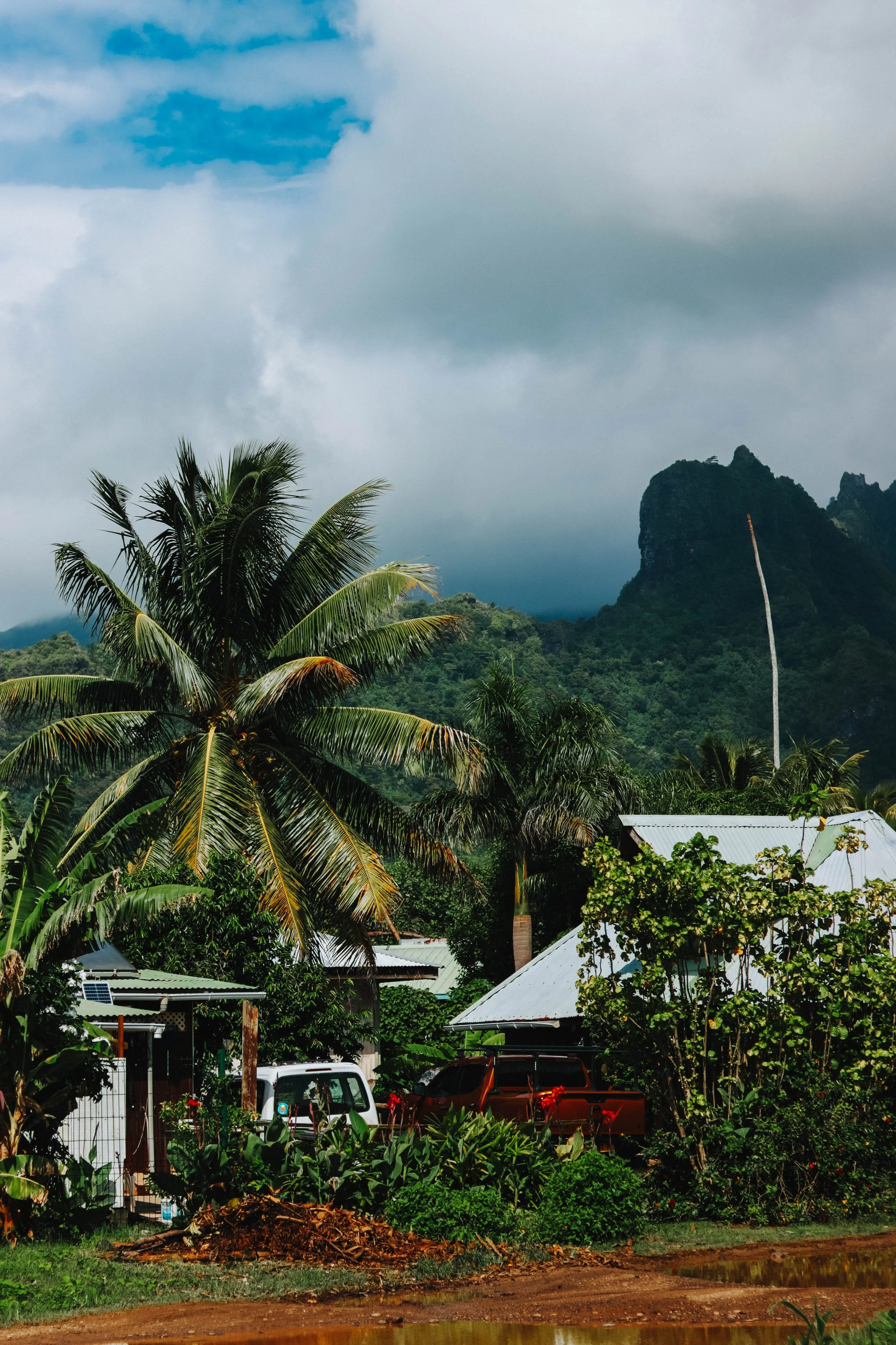 A tropical landscape with a large palm tree, lush green vegetation, and mountains in the background under a cloudy sky.