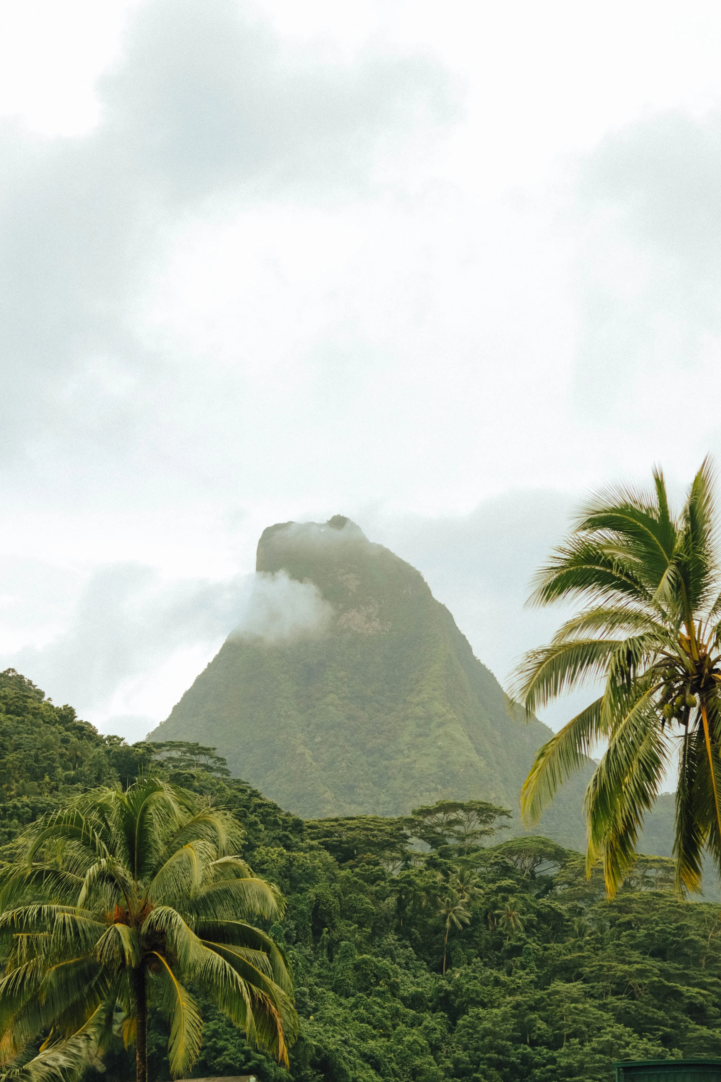Lush tropical landscape with lush green trees and palm trees in the foreground, and a mountain with a cloud covering its peak in the background, under a cloudy sky.