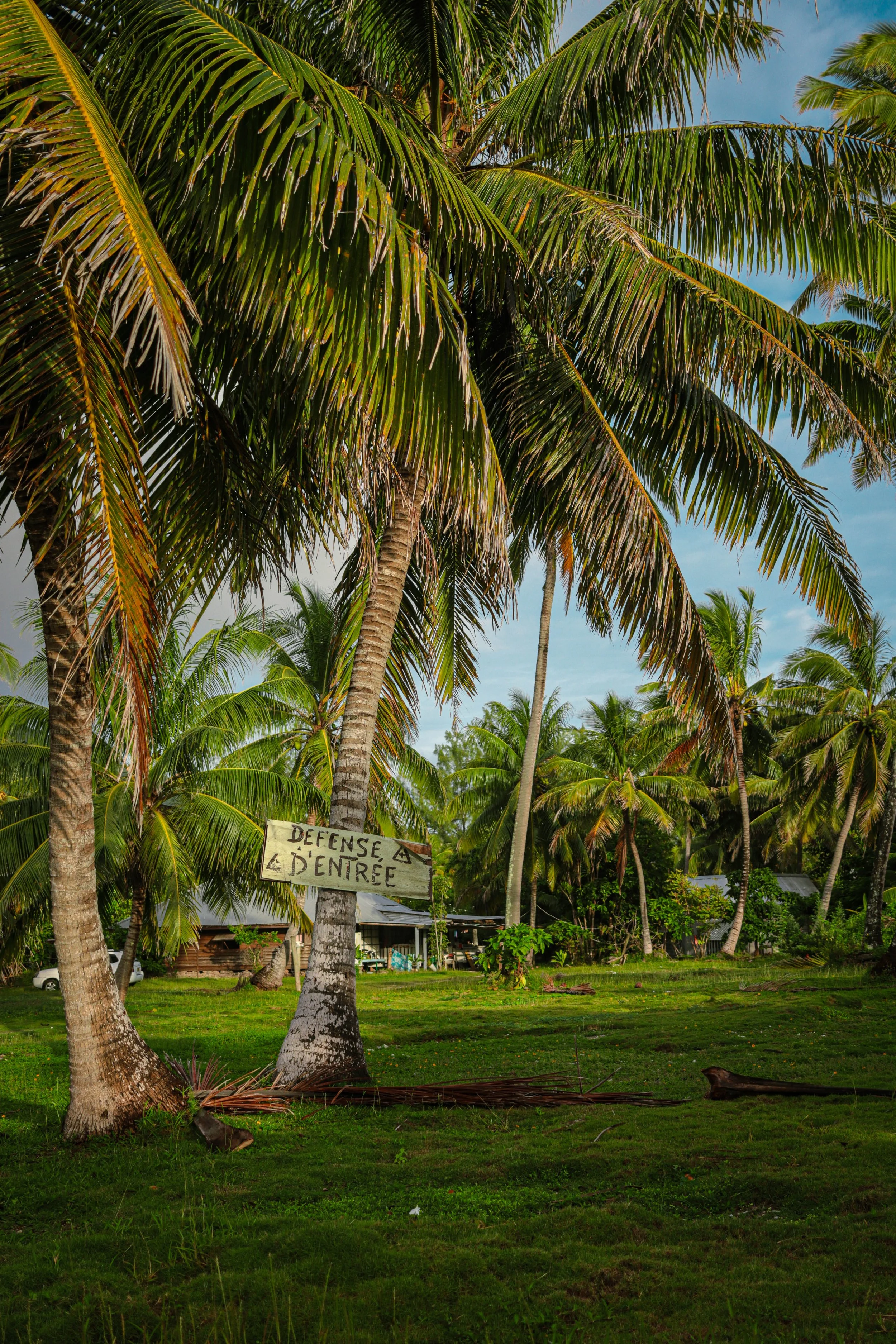 A tropical scene with numerous palm trees and lush green grass. There is a wooden sign hanging on one of the trees that reads 'Defense D'Entrée'. In the background, small buildings and houses are visible, suggesting a remote or rural area.