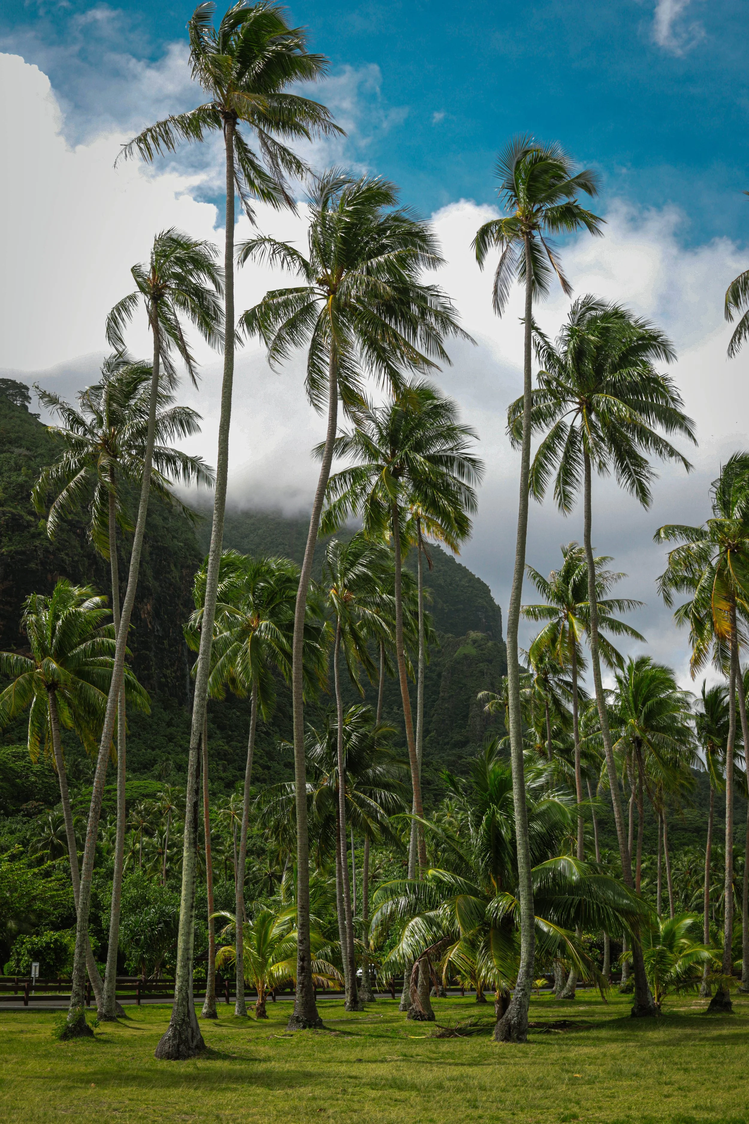 A tropical landscape with tall palm trees, green grass, lush mountains in the background, and a cloudy sky.