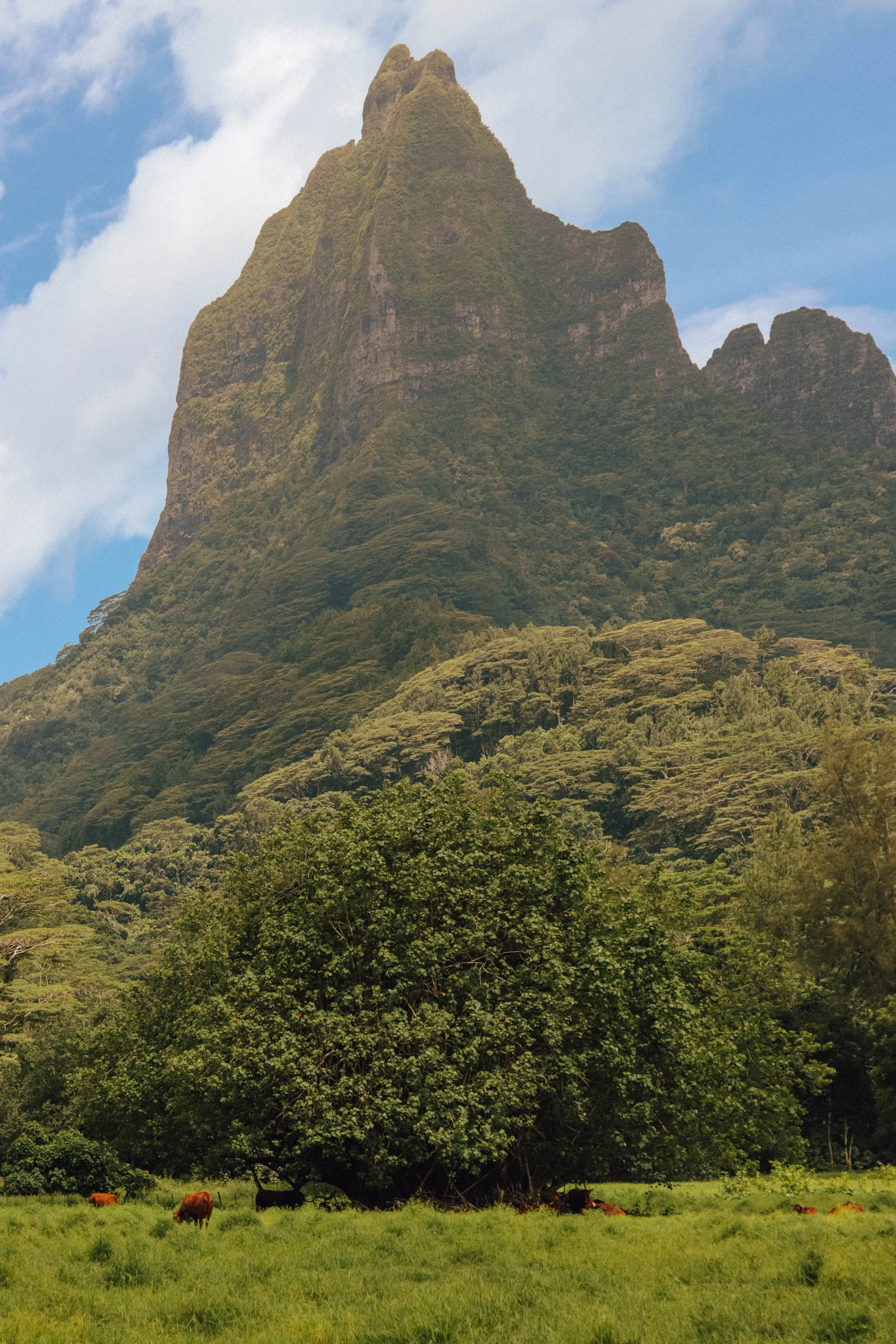 A tall, rugged mountain with steep cliffs covered in lush green trees, a large leafy tree in the foreground, and cows grazing on the grassy field beneath the tree.