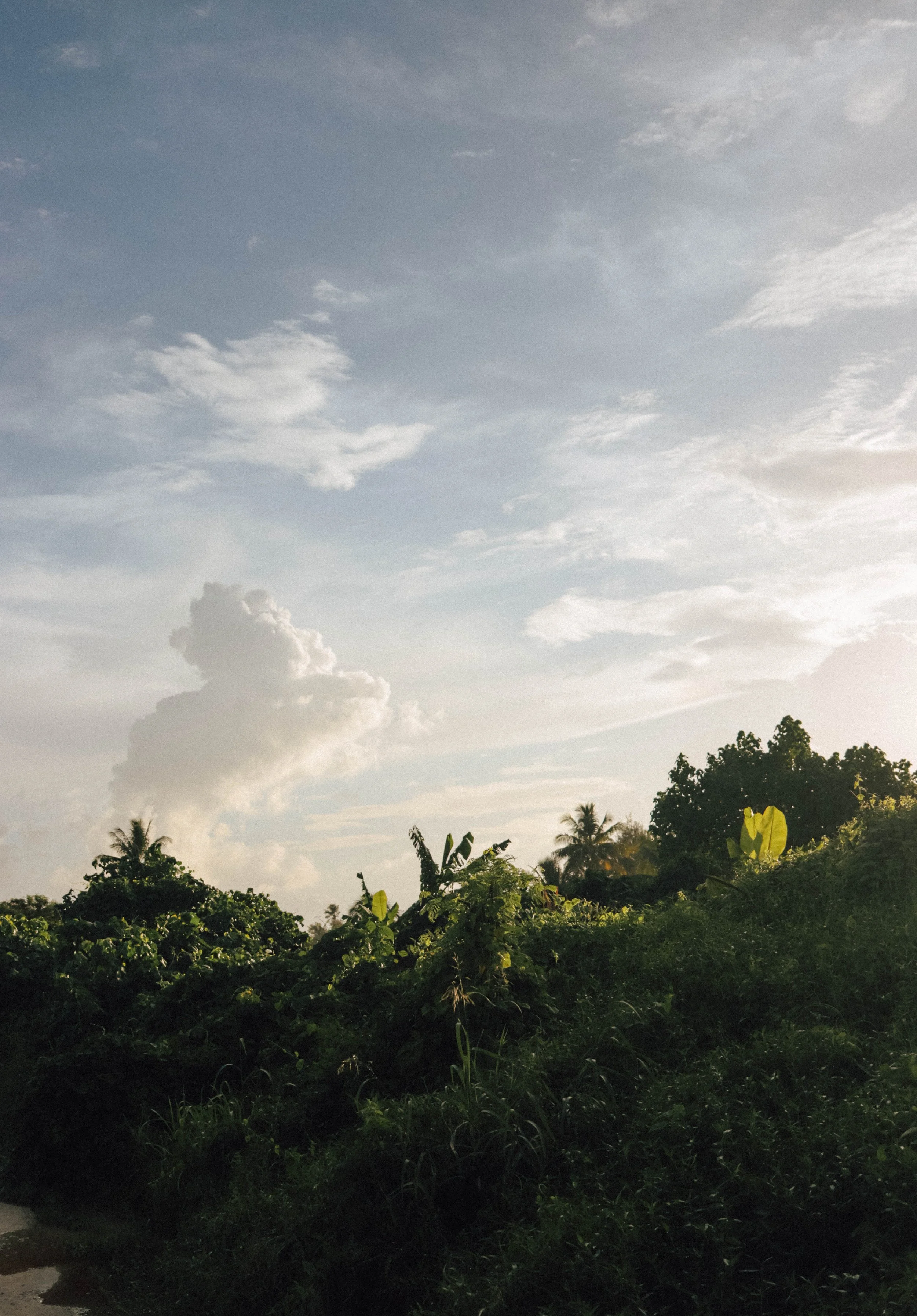 A tropical landscape with lush green plants, tall trees, and a partly cloudy sky with sunlight breaking through.