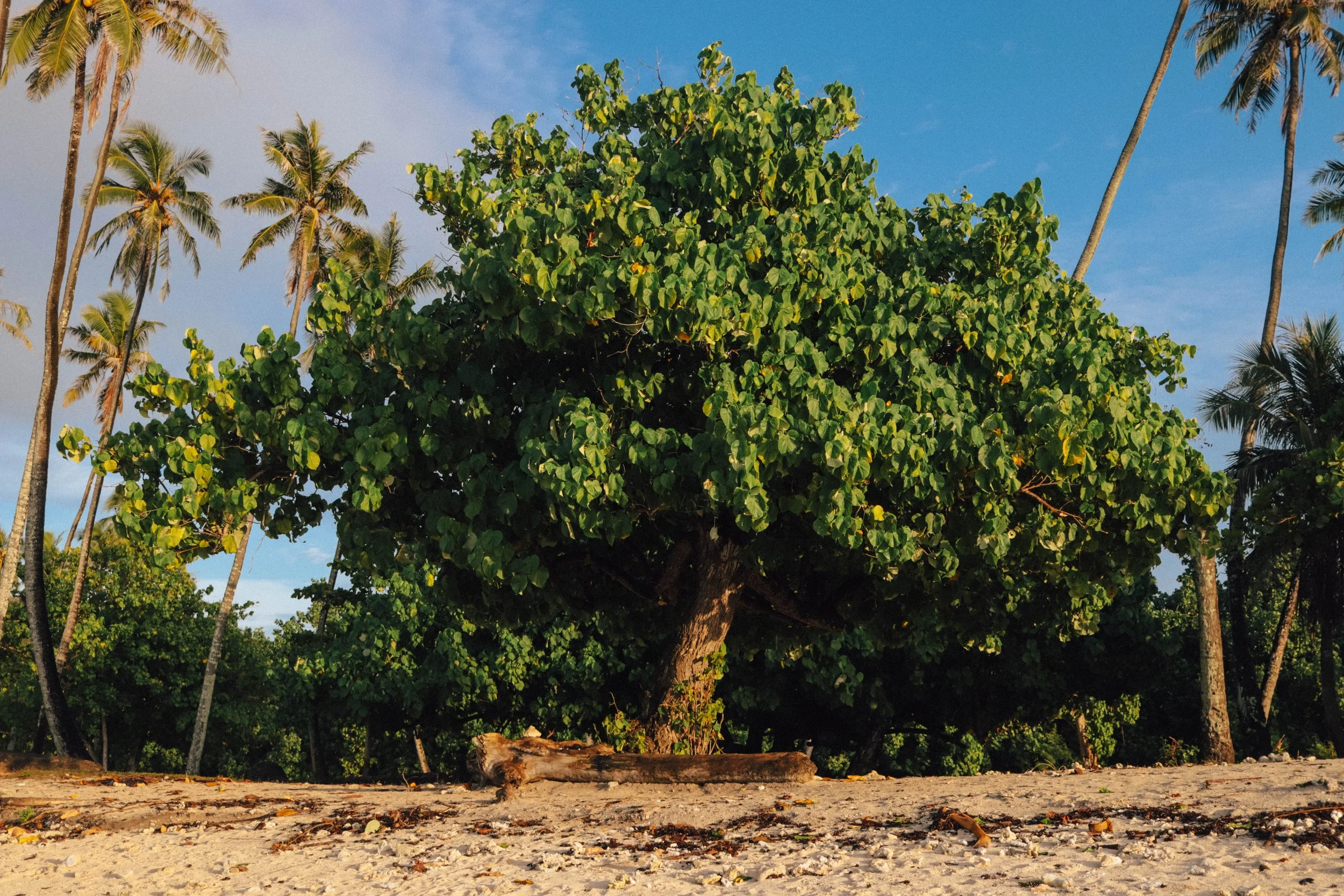 Tropical scene with palm trees, a large green tree, sandy ground, and blue sky.