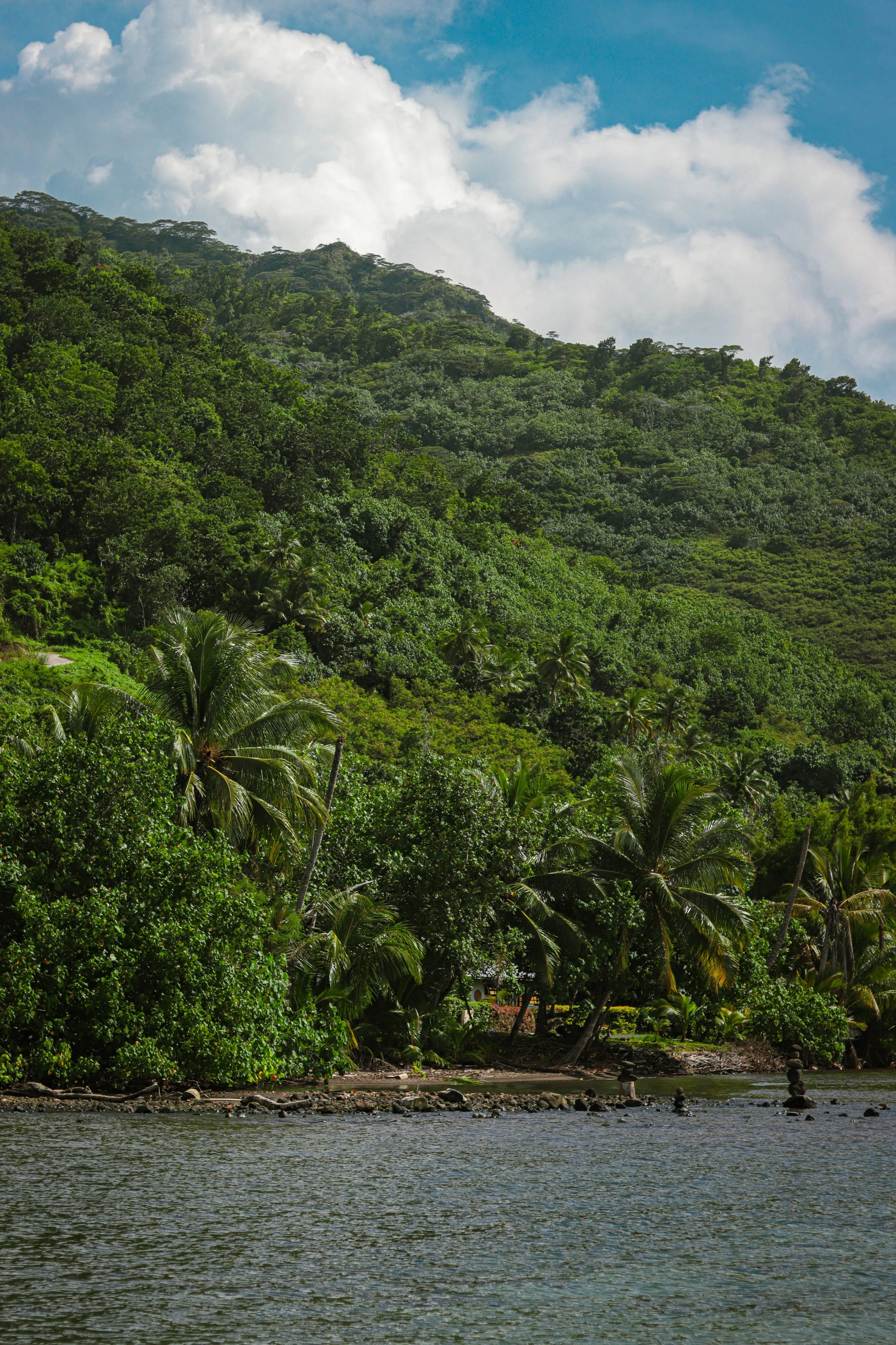Tropical rainforest with dense green trees and palm trees along a shoreline, mountain in the background, blue sky with white clouds.