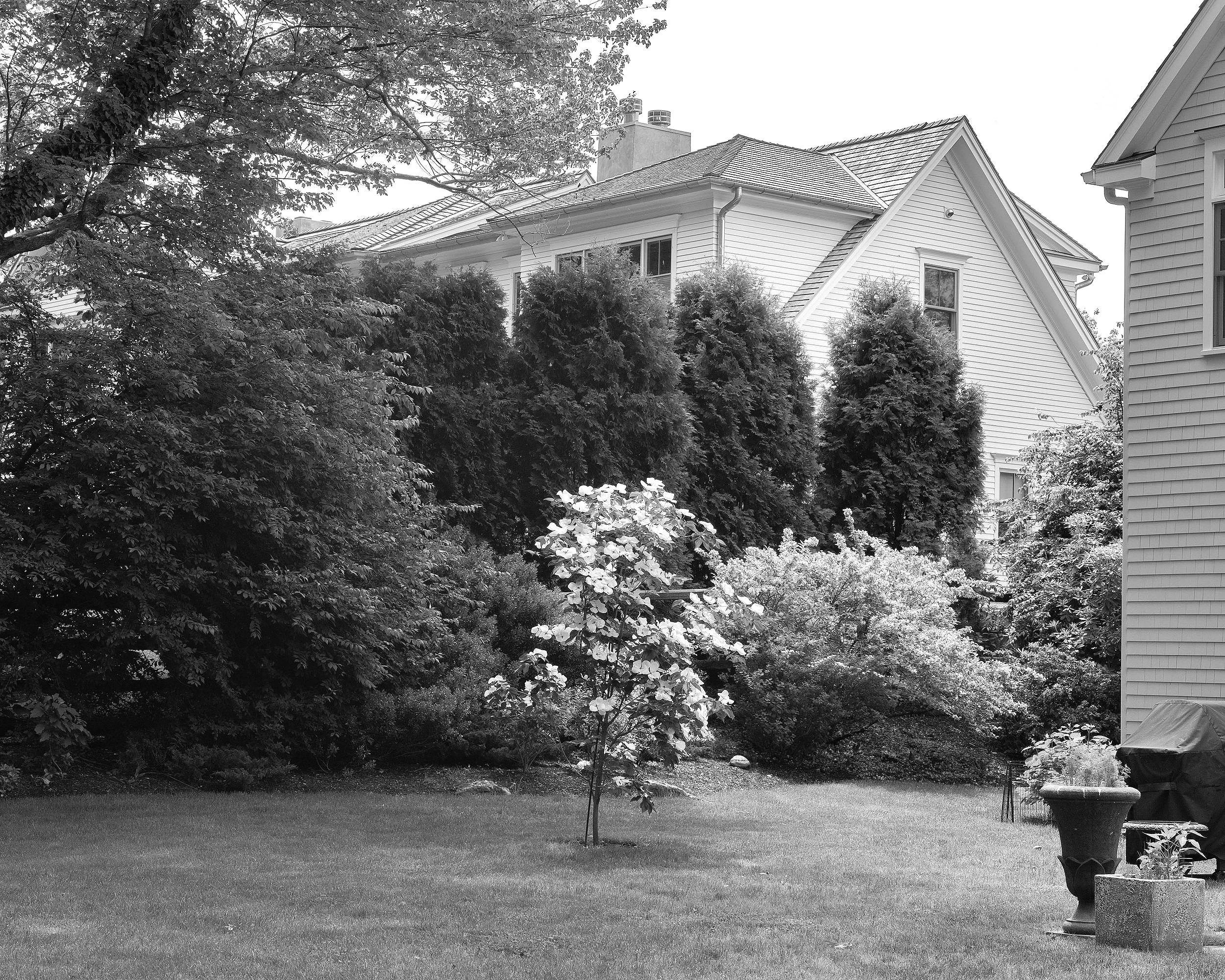 Back yard