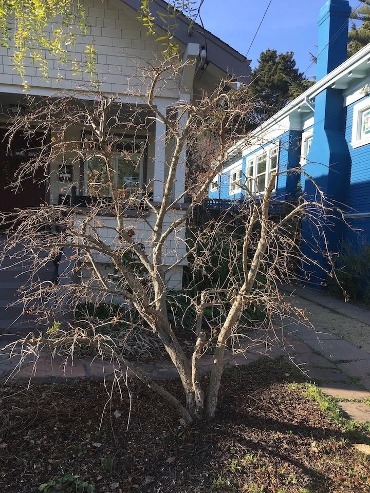 Pruning Deciduous Fruit Trees
