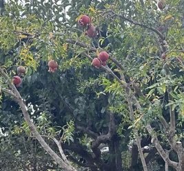 Lake Merritt Community Garden - Fruit Trees
