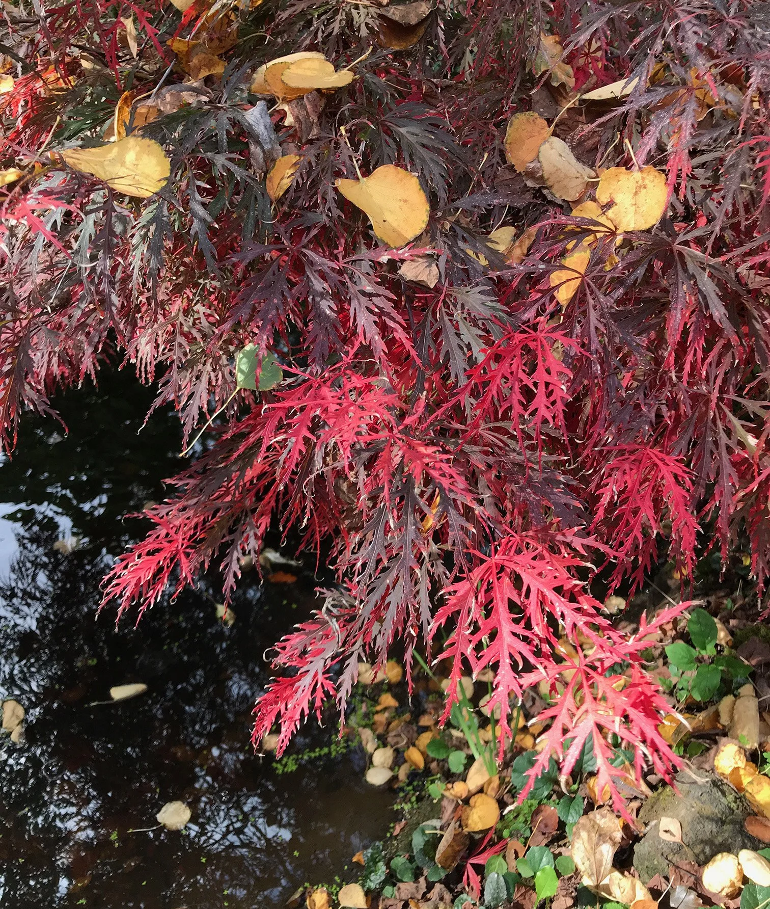 Western Hills Garden, Occidental