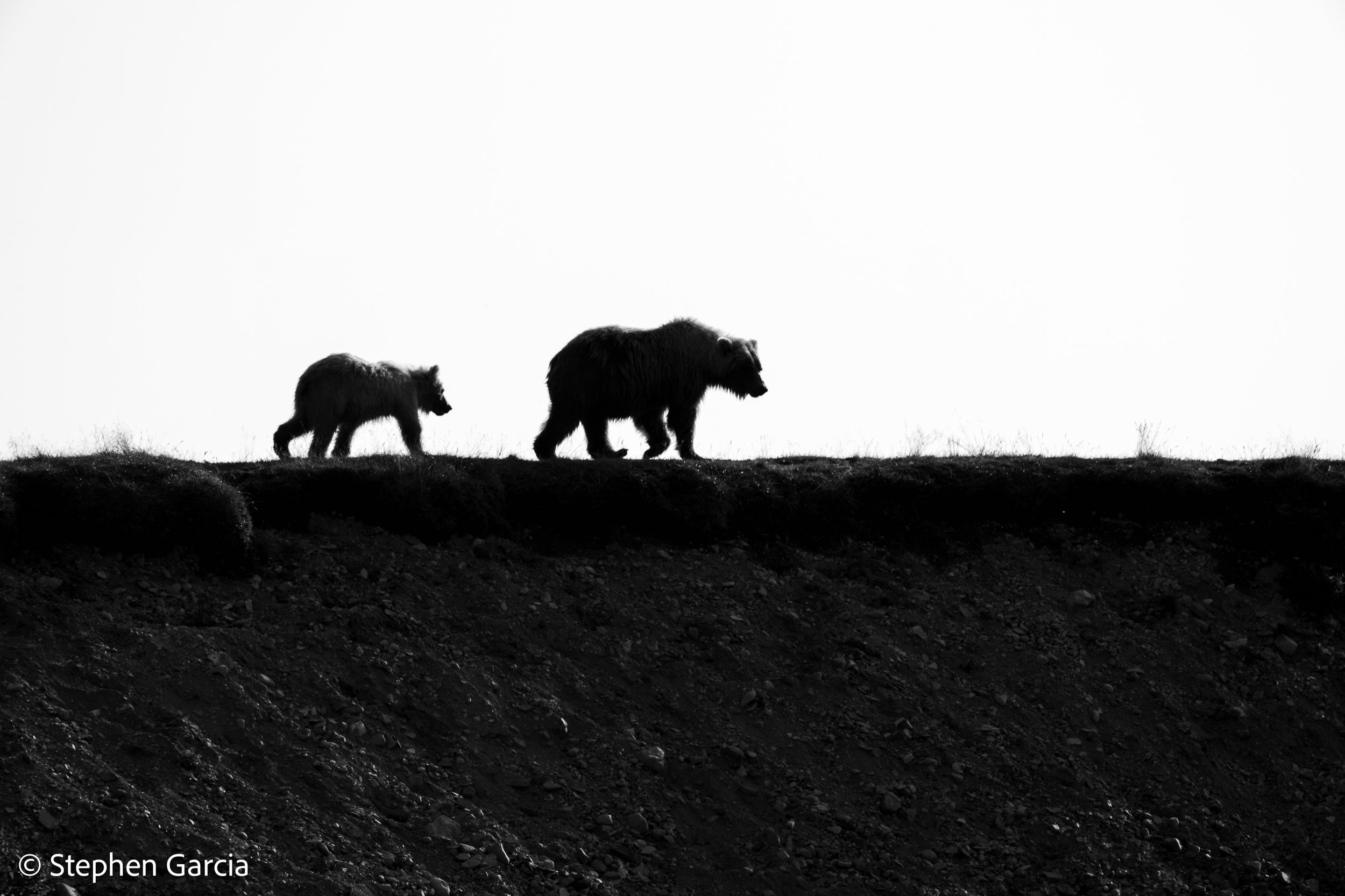 grizzly-33.jpg