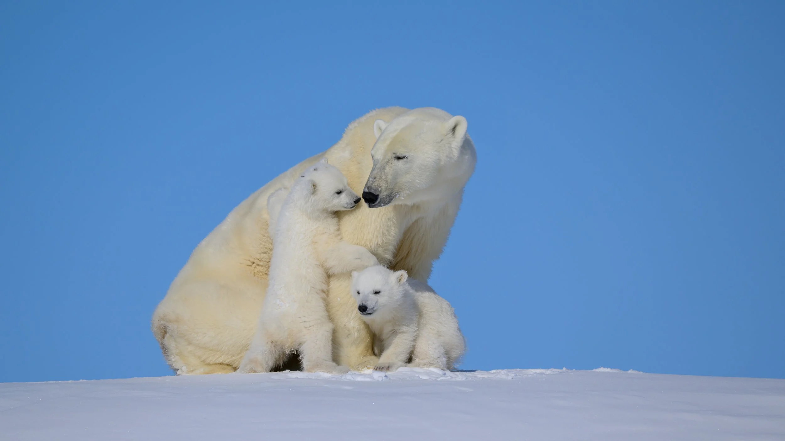 The love of a mum and her babies is strong. 