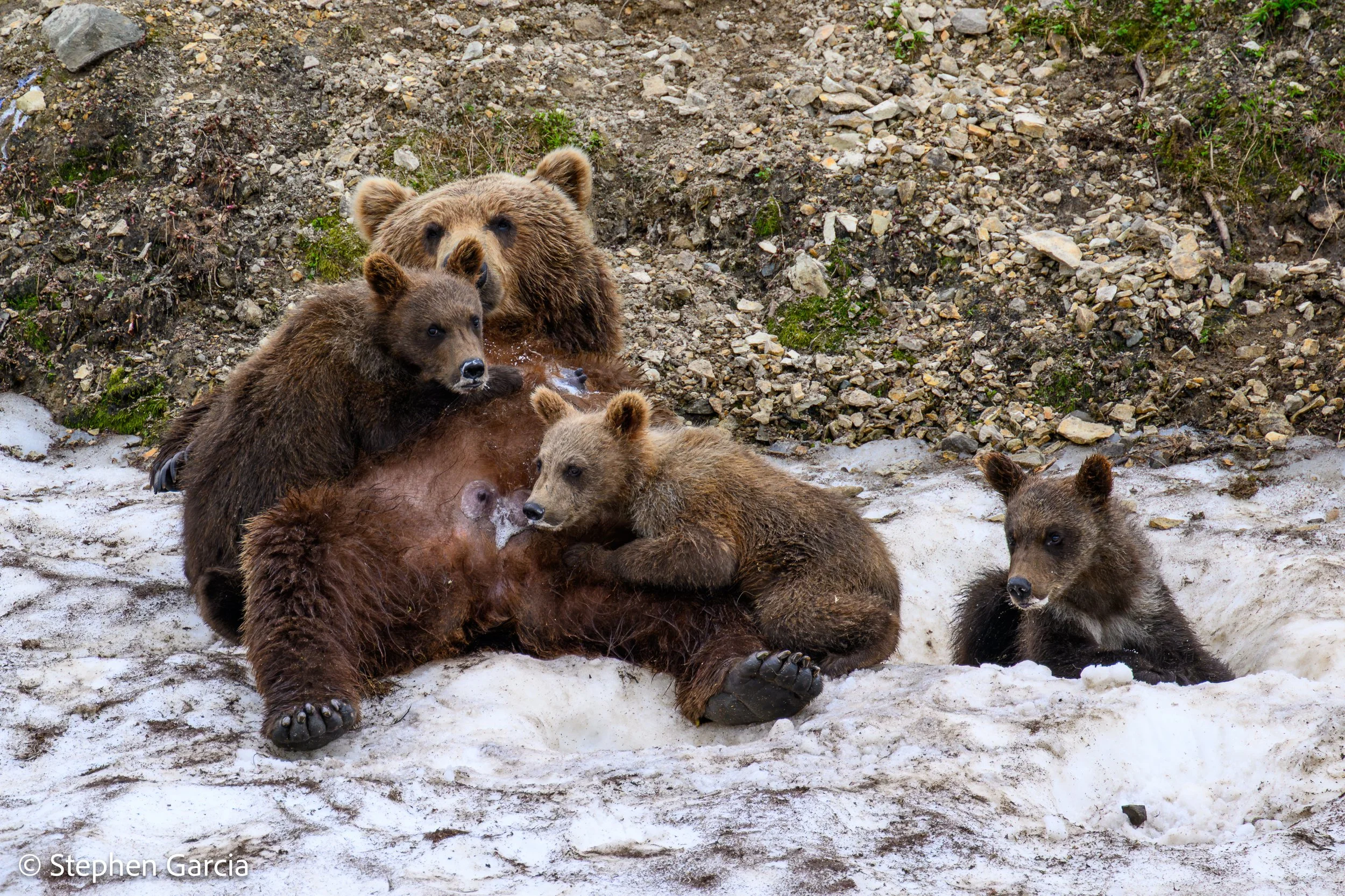 grizzly-9.jpg