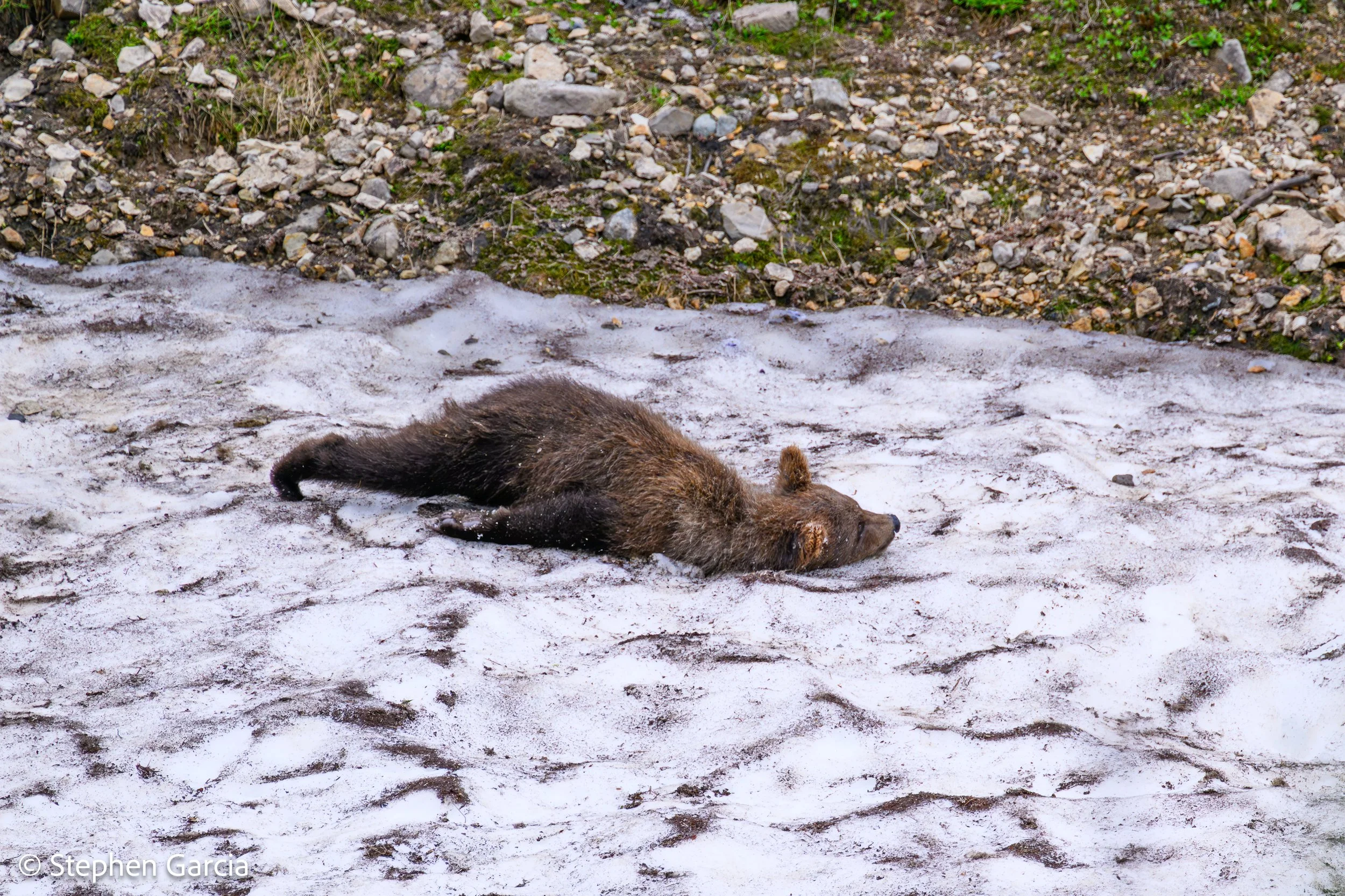 grizzly-11.jpg