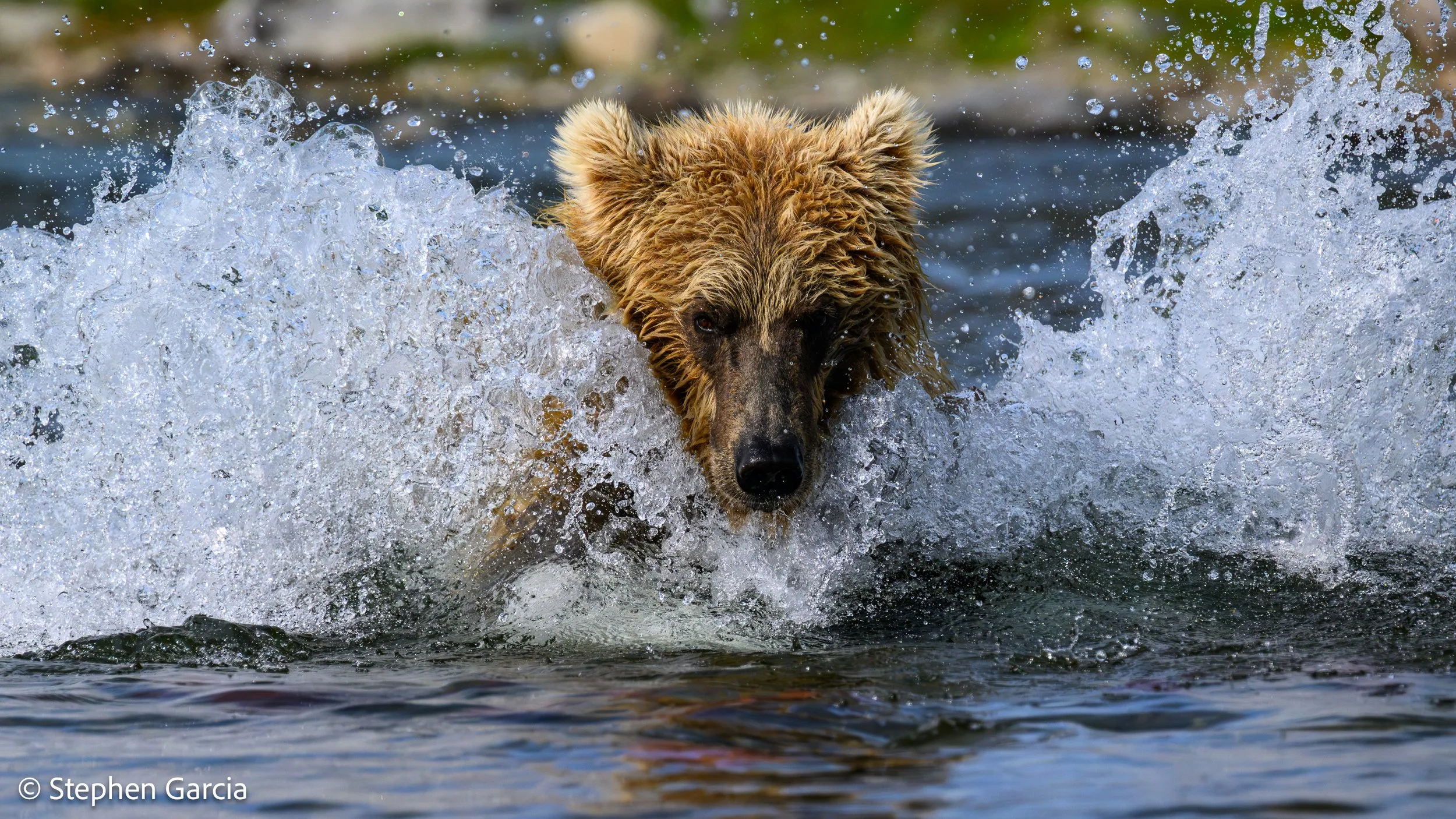 grizzly-23.jpg