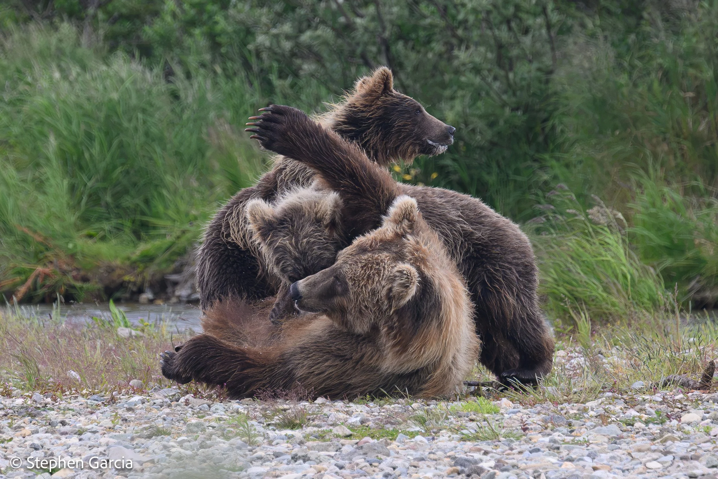 grizzly-4.jpg