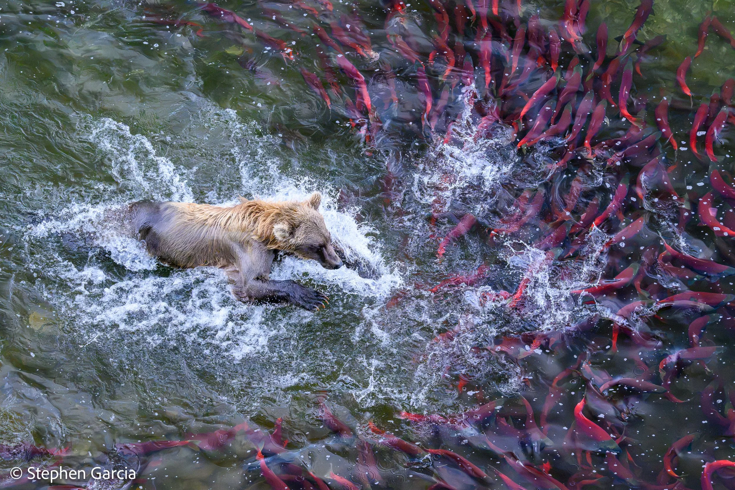 grizzly-20.jpg