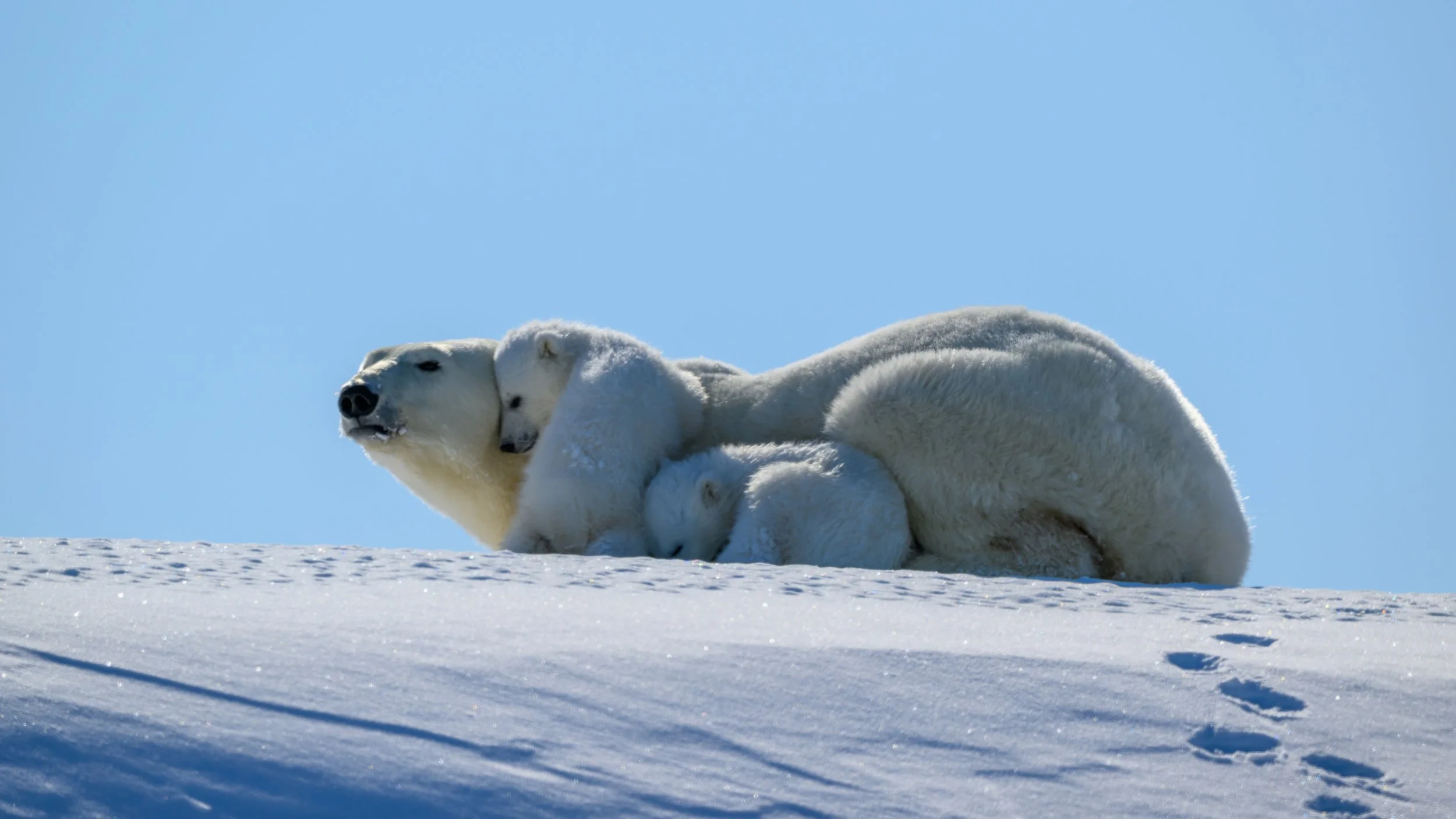 More cuddles at the top of an iceberg