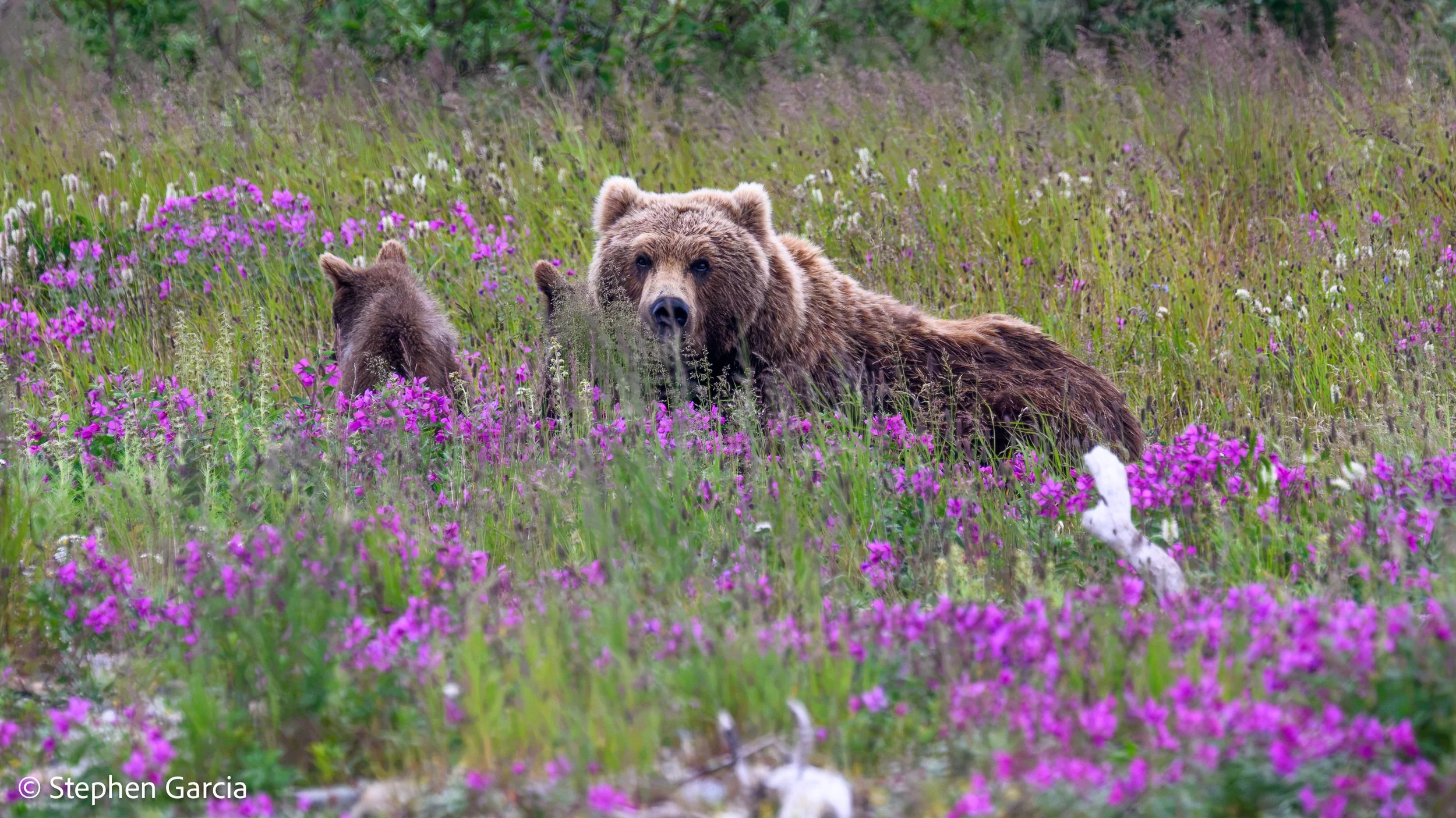 grizzly-5.jpg