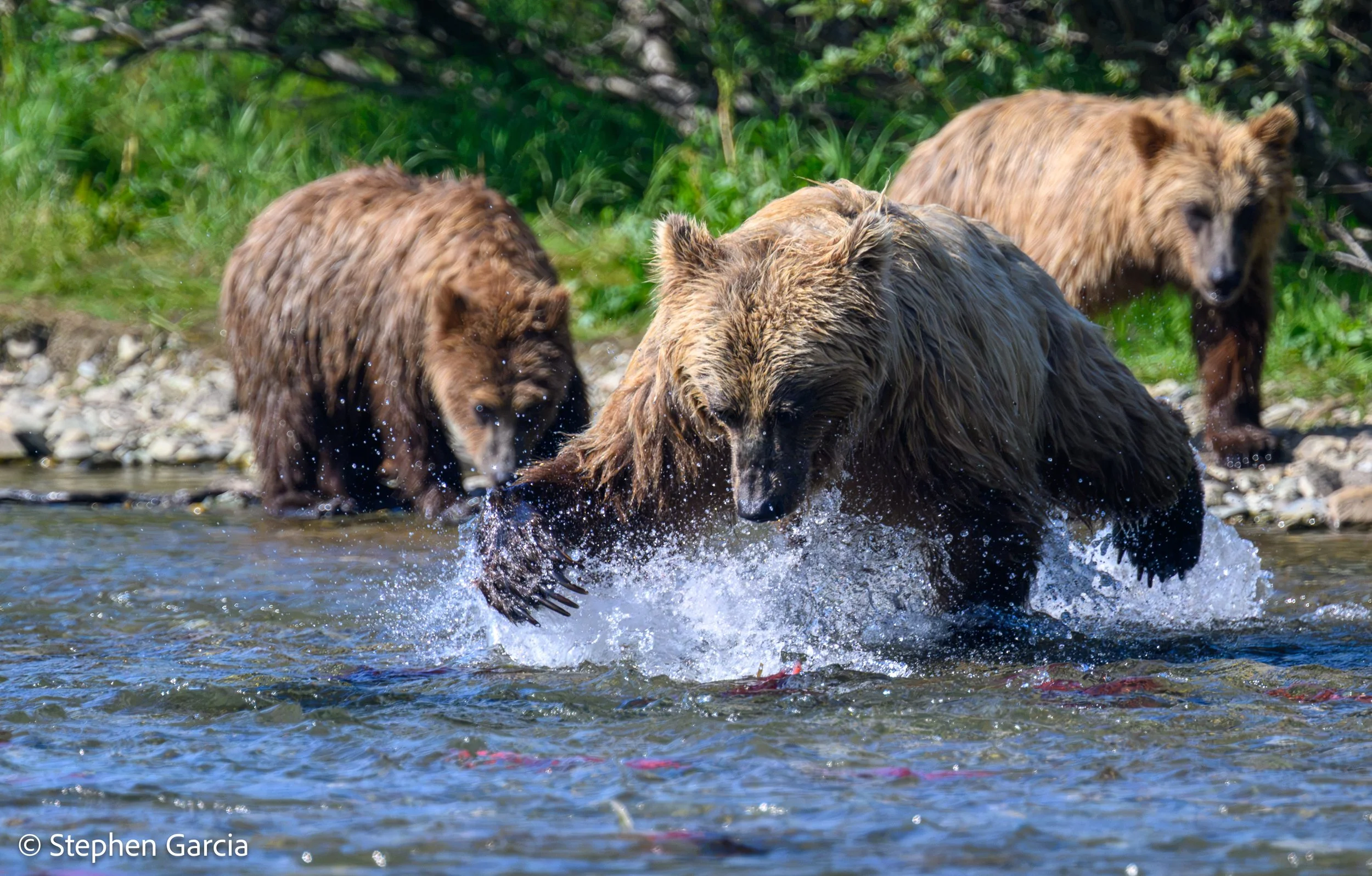 grizzly-31.jpg
