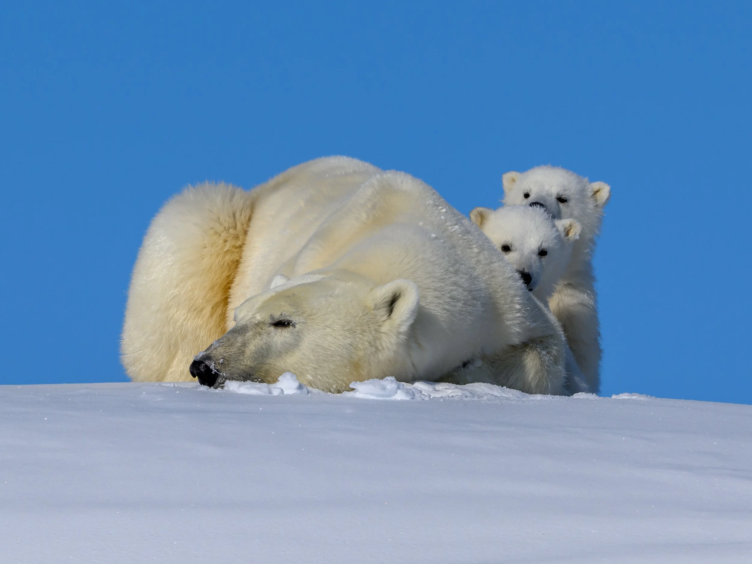 Safety in family