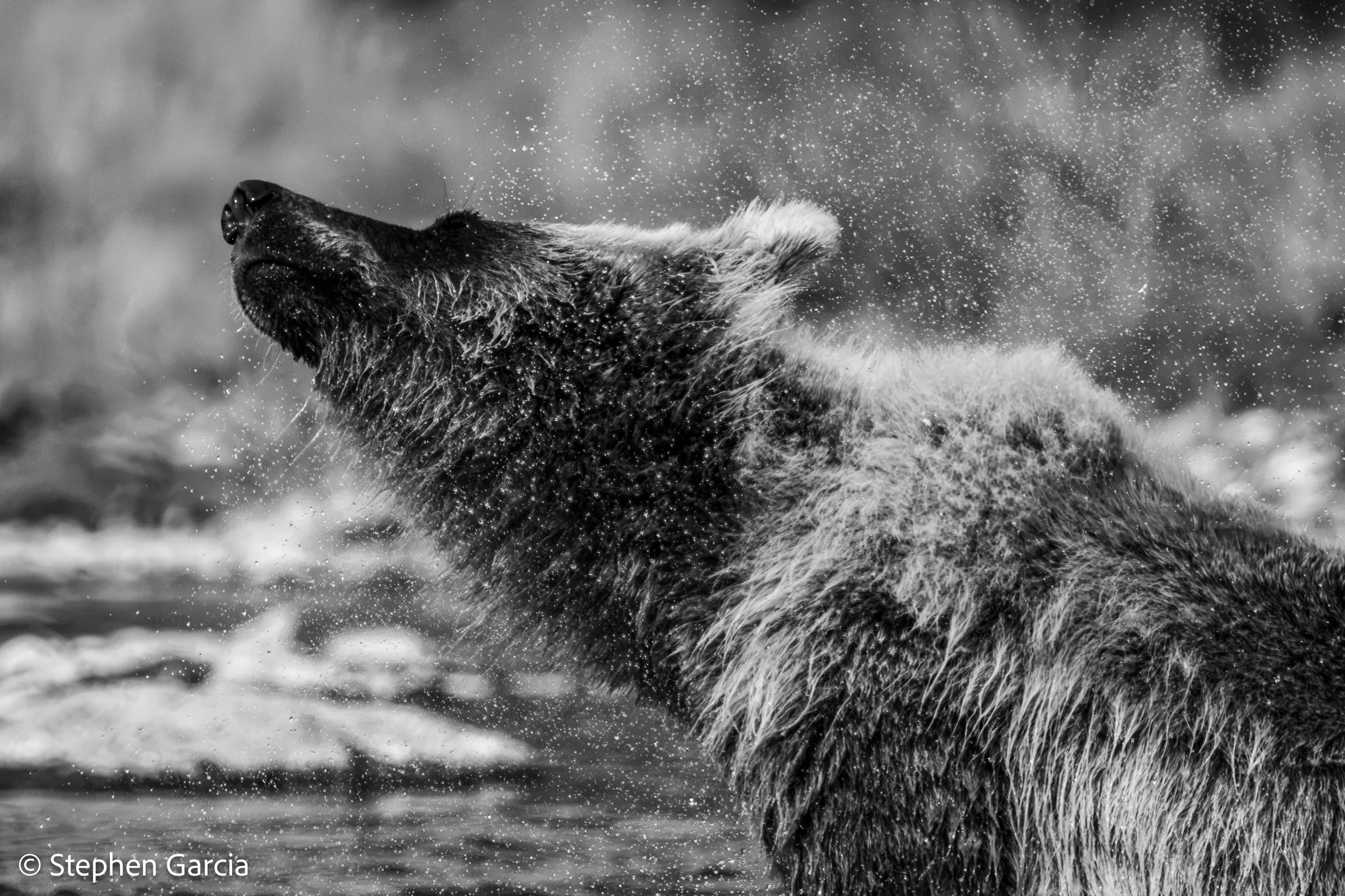 grizzly-35.jpg