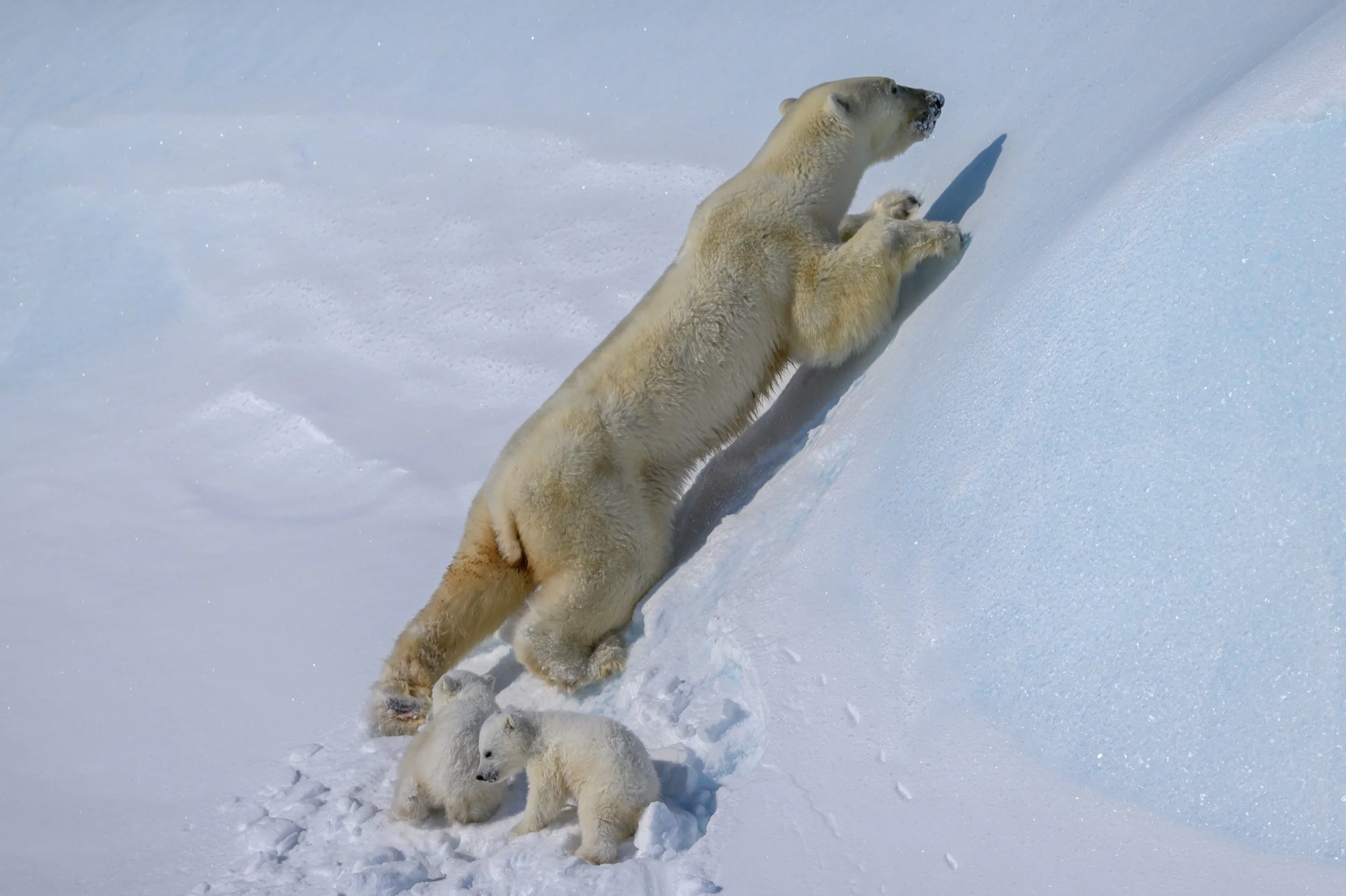 A mum is always looking out for her cubs. Making sure they have the highest ground and are safe from danger and the unknown.