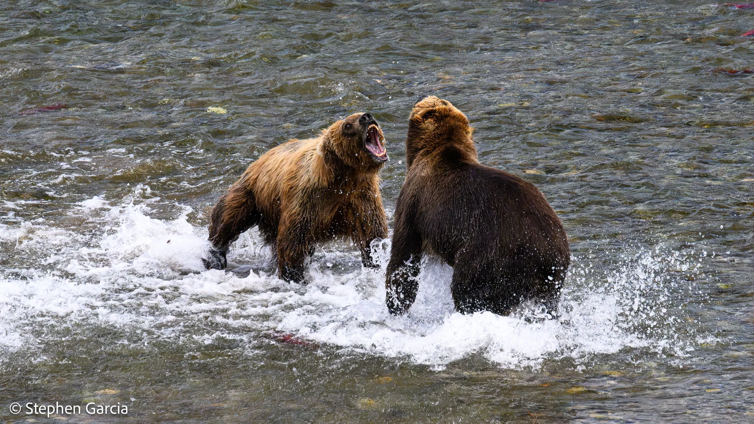 grizzly-3.jpg