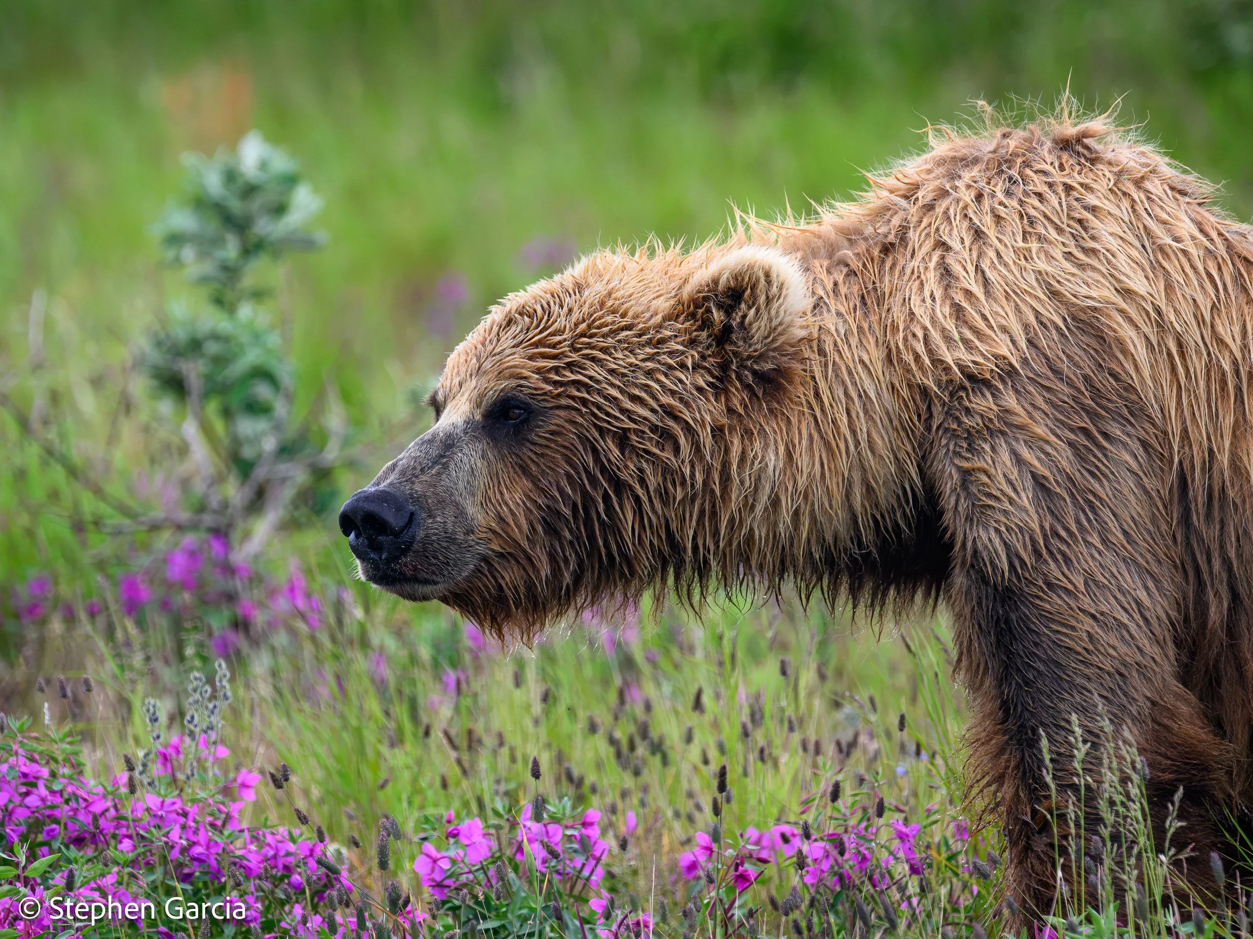 grizzly-6.jpg