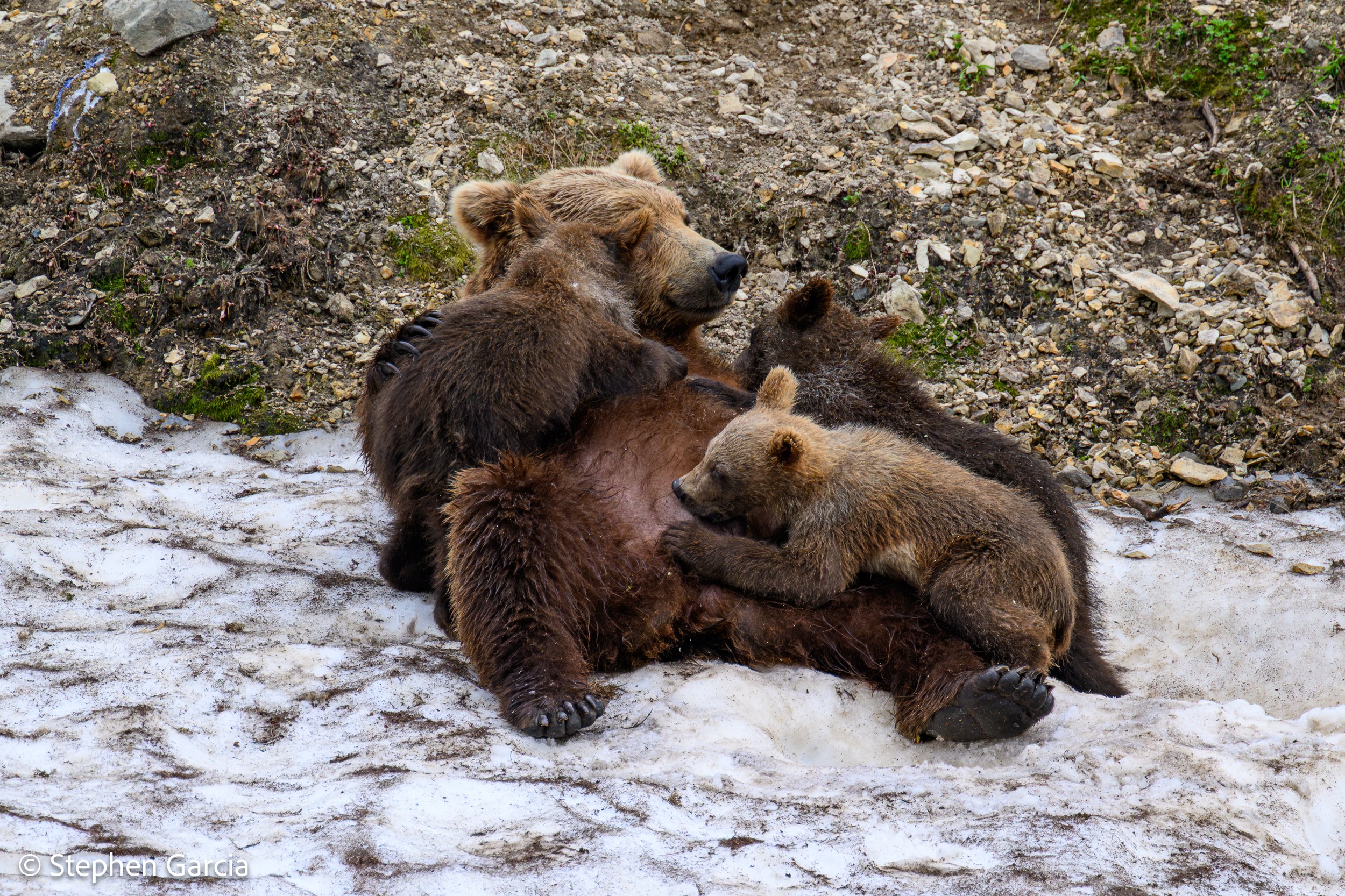 grizzly-8.jpg