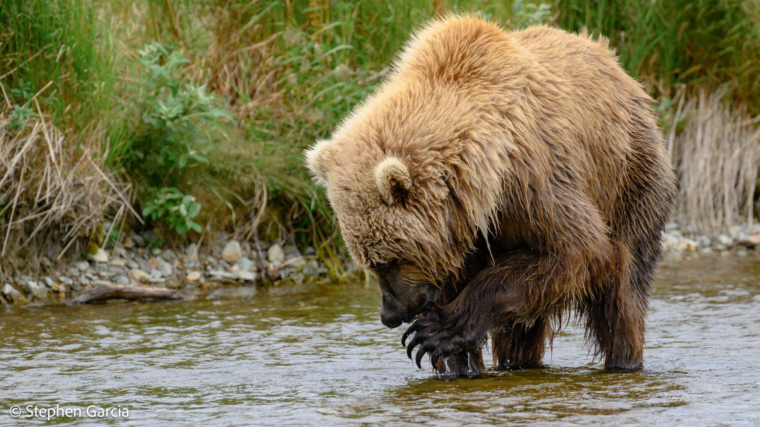 grizzly-7.jpg