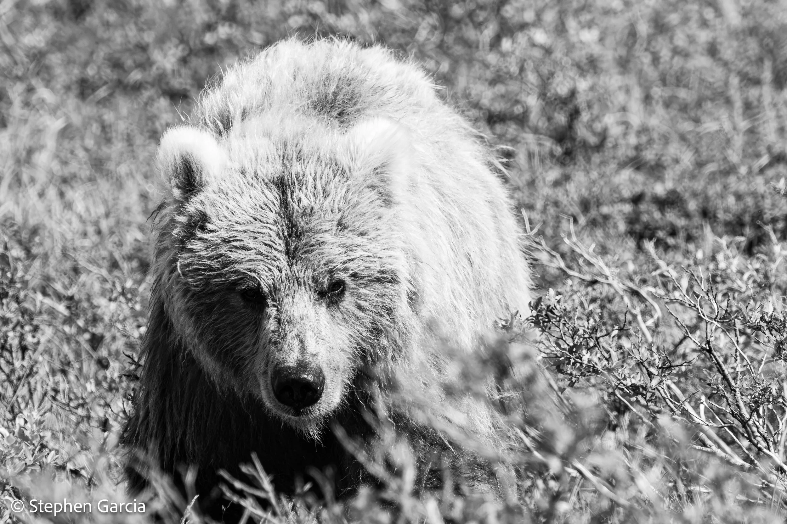 grizzly-26.jpg