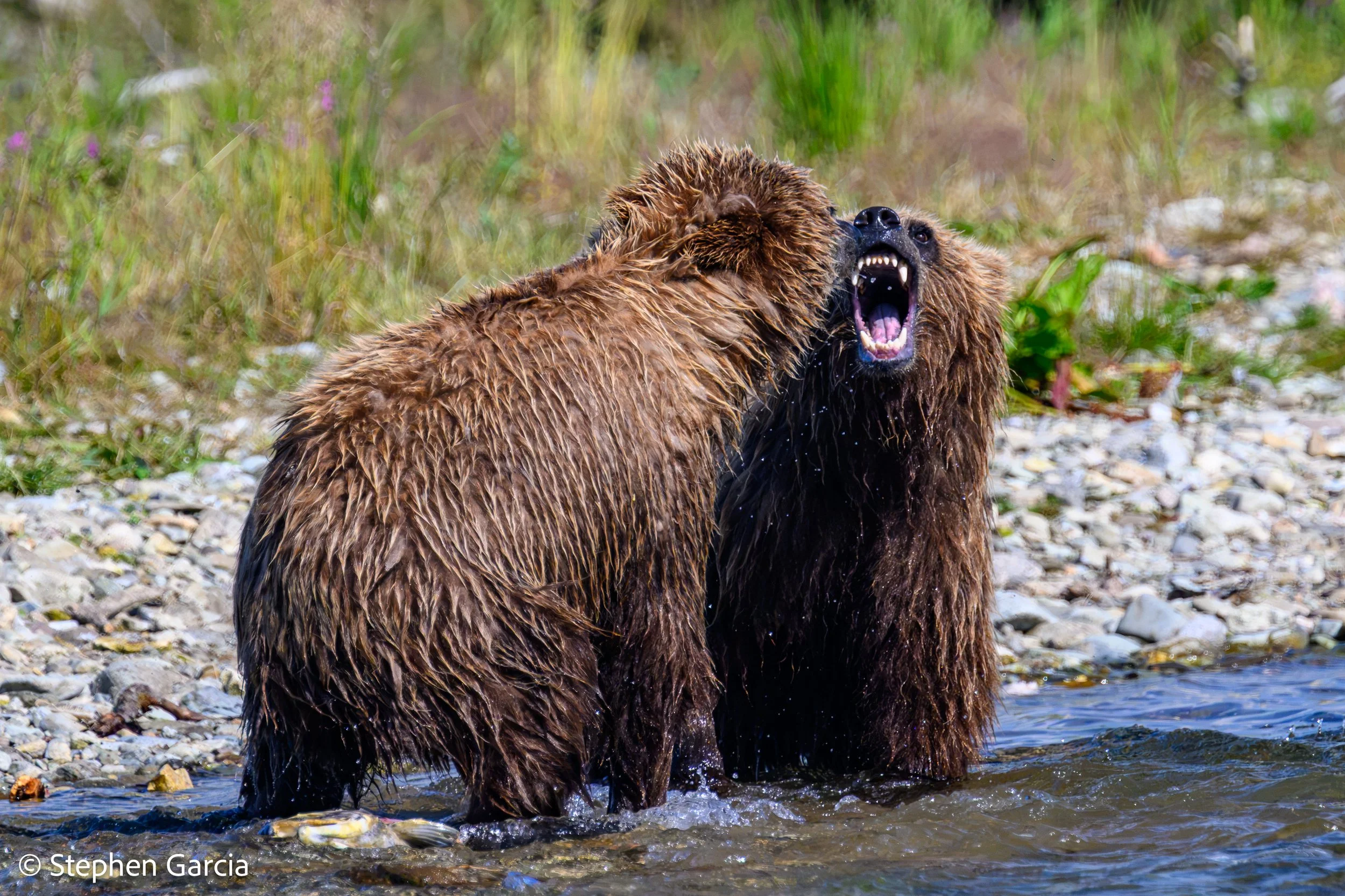 grizzly-29.jpg