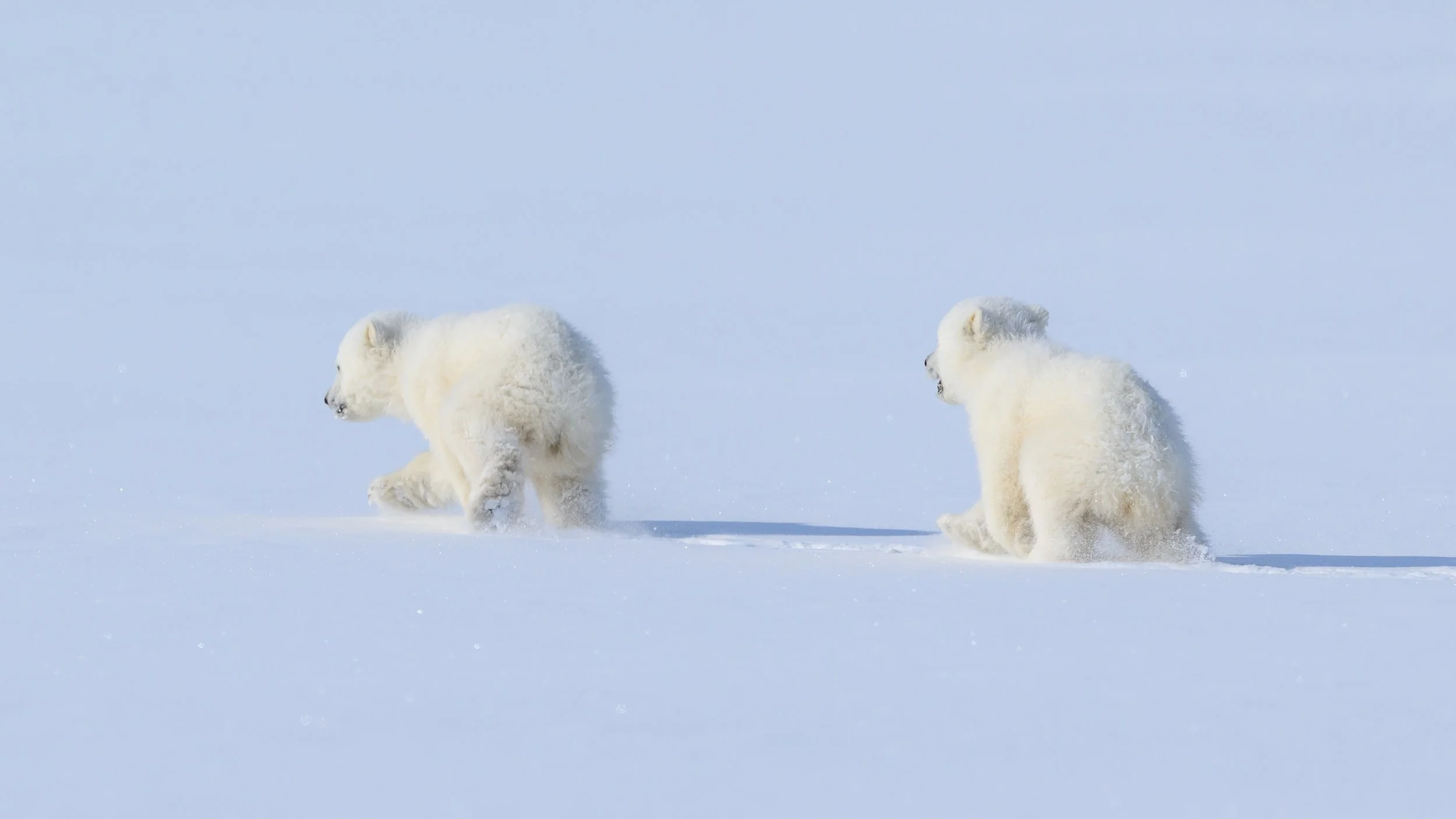 Little cotton balls running across the vast white plane. 