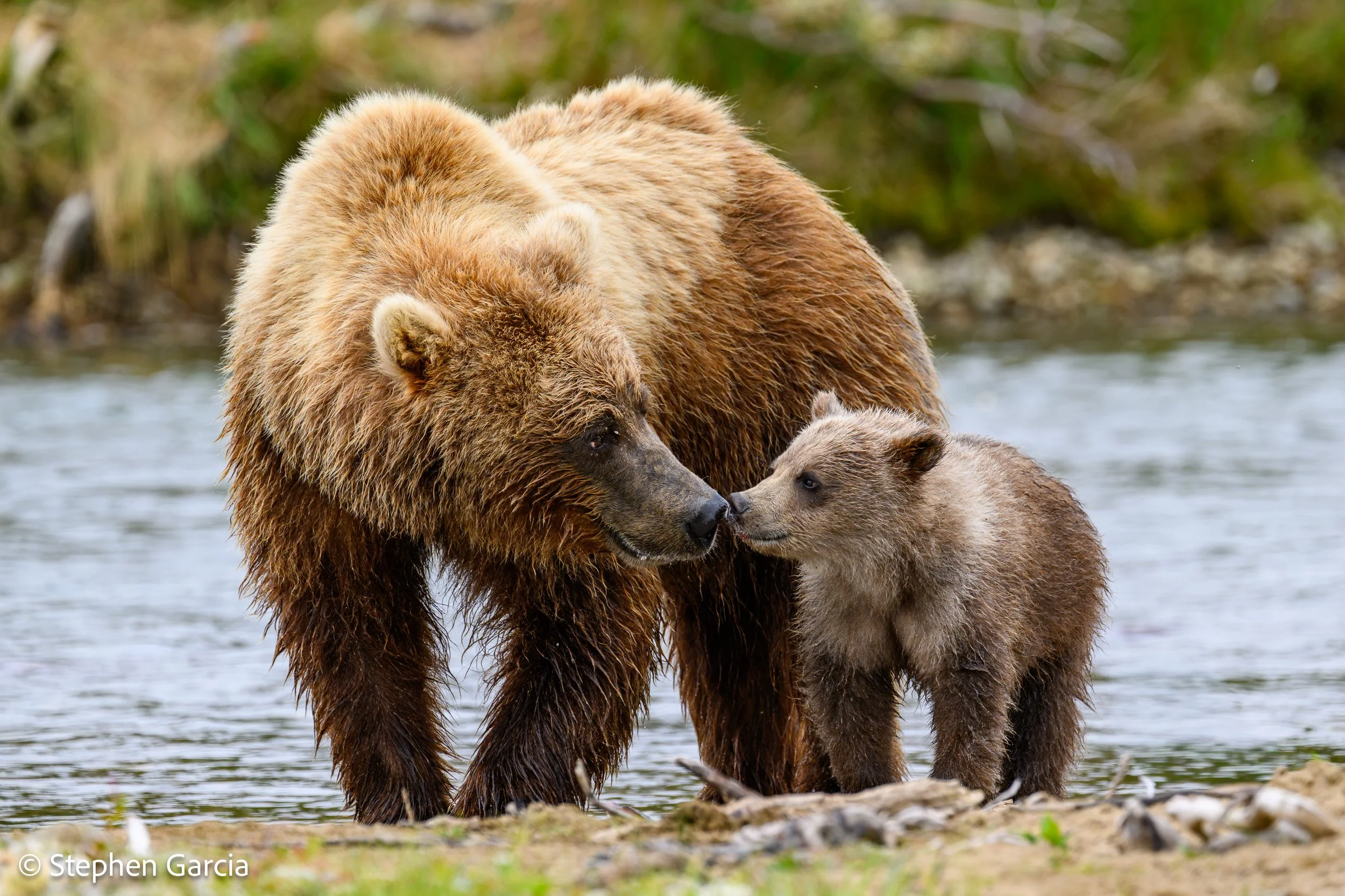 grizzly-27.jpg