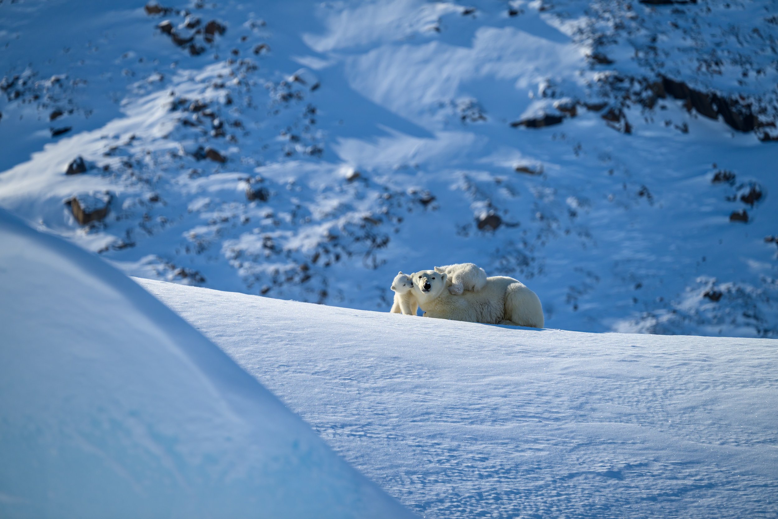 A mum and her cubs watching the watchers.