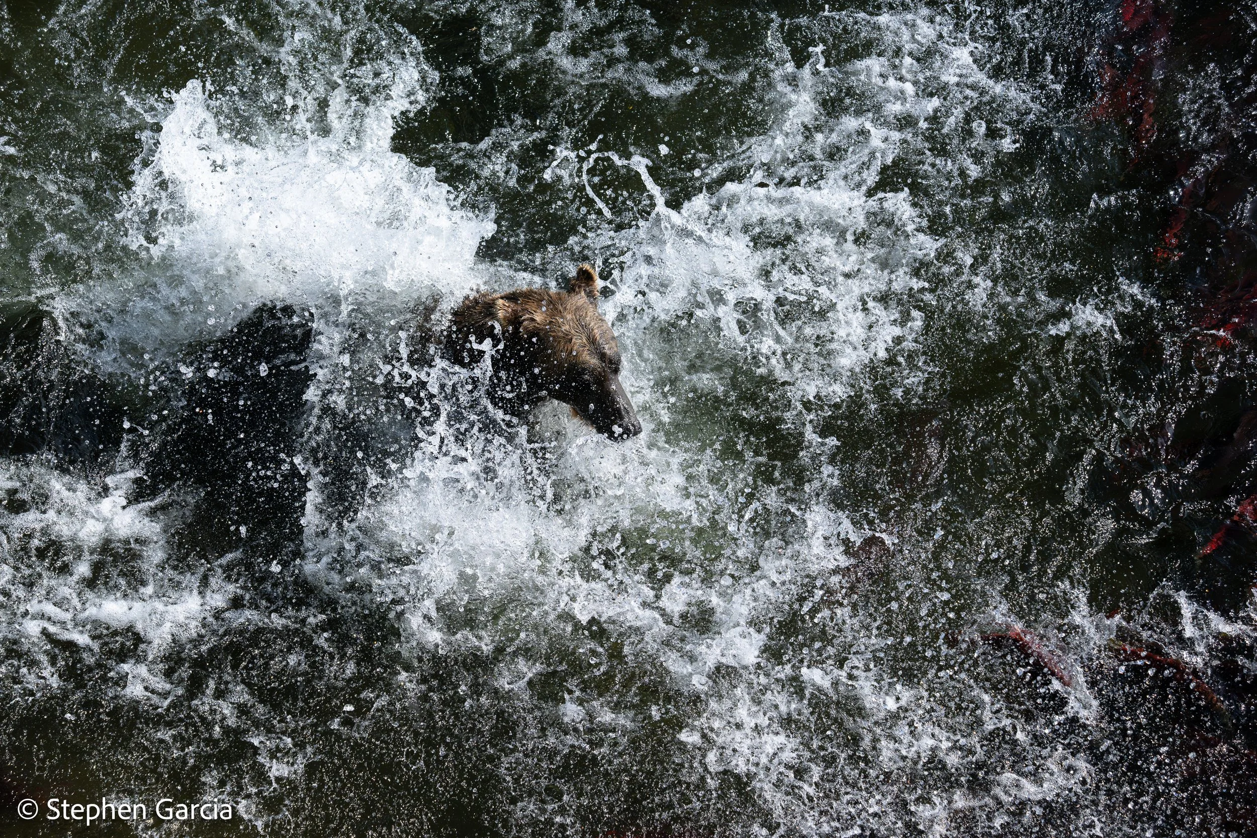 grizzly-1.jpg
