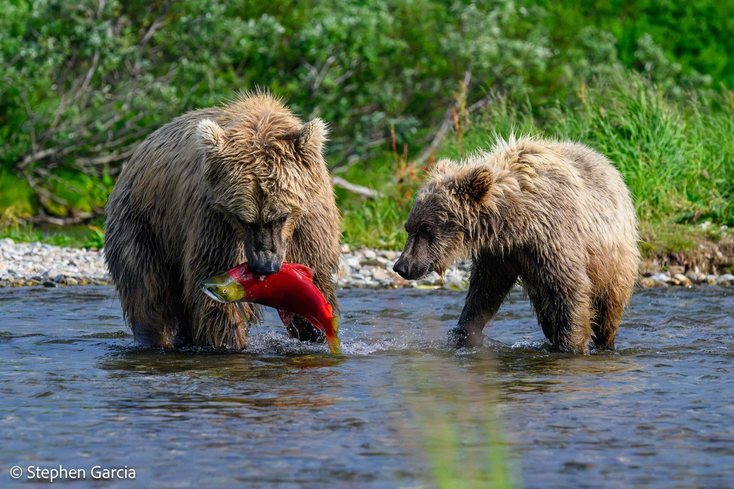 grizzly-24.jpg