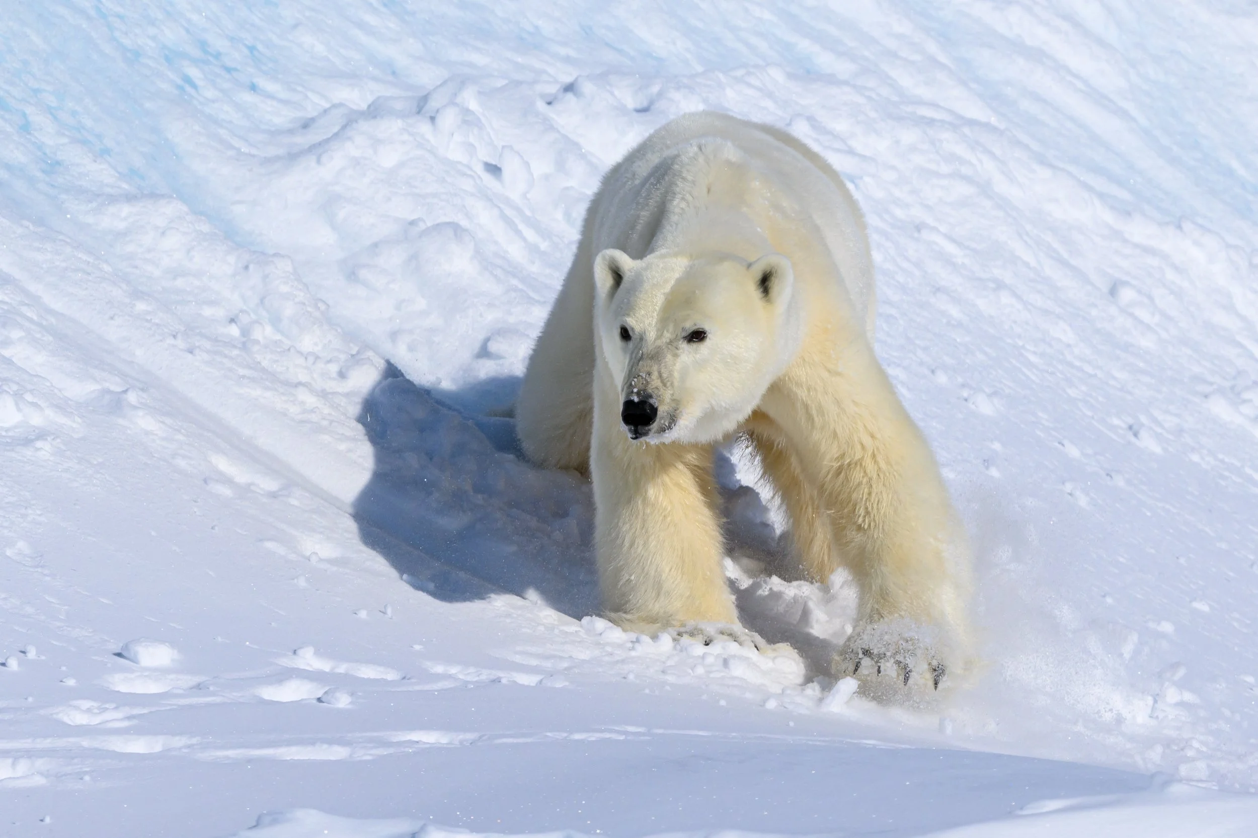 Did you know that polar bears skin is black and their fur is transparent? They dry off by rolling around in the snow. 