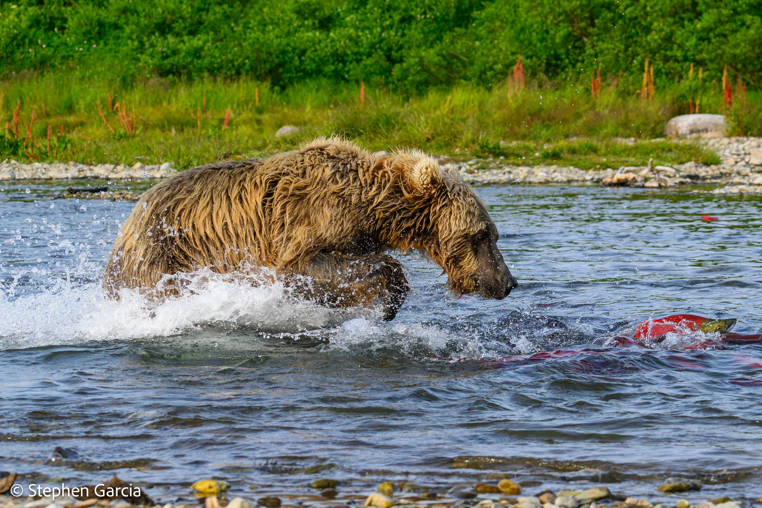 grizzly-40.jpg