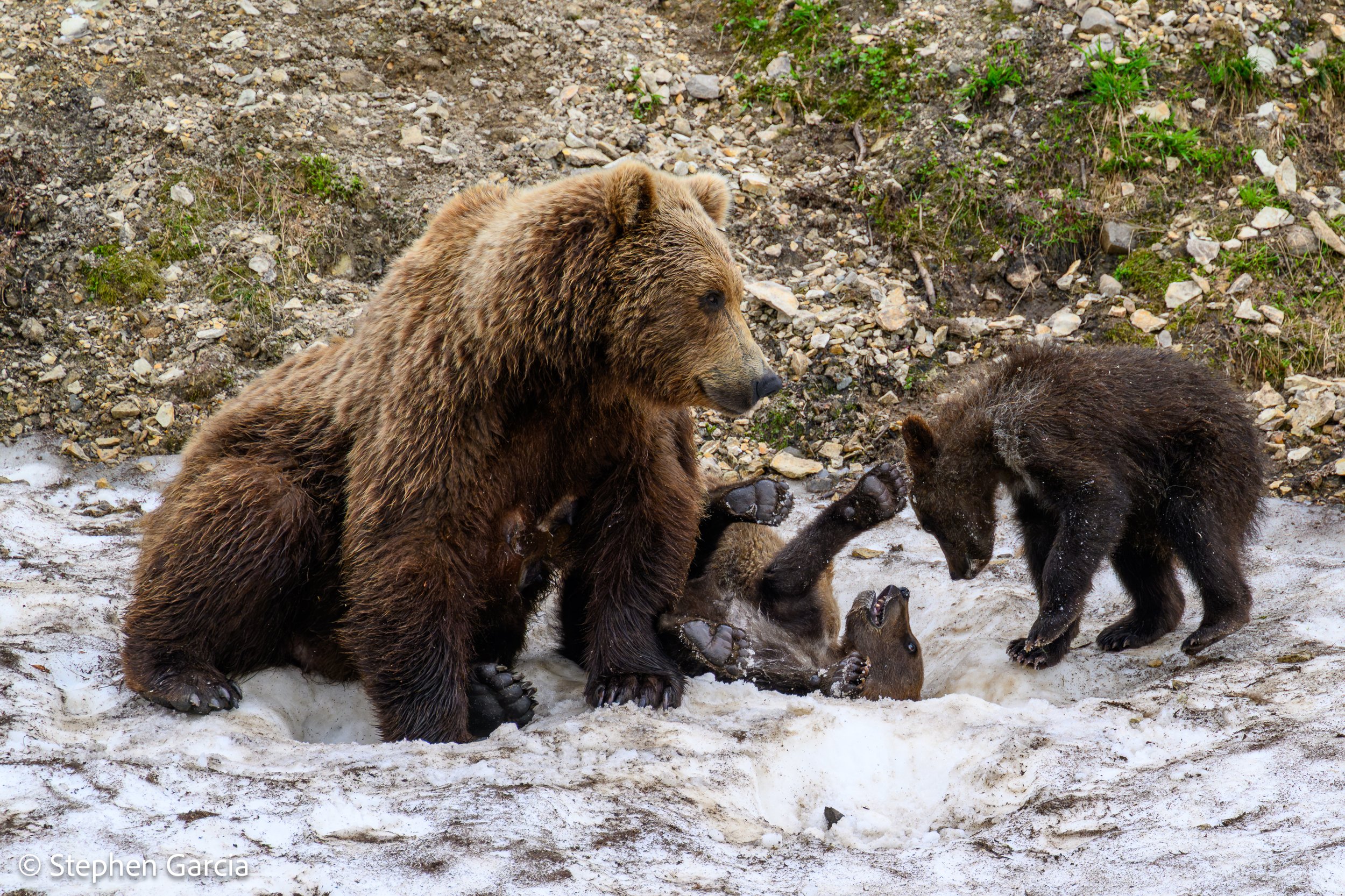 grizzly-10.jpg