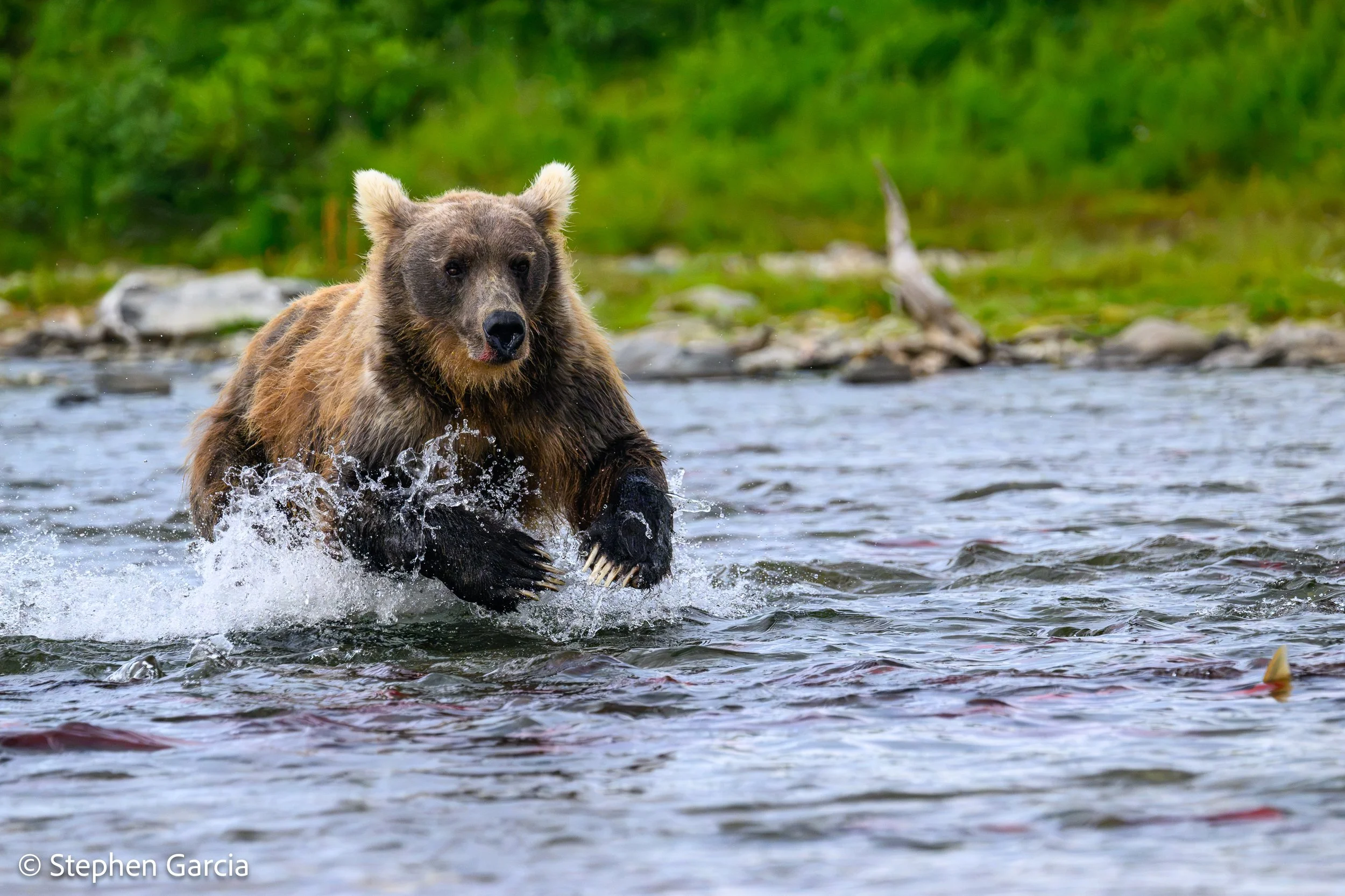 grizzly-22.jpg