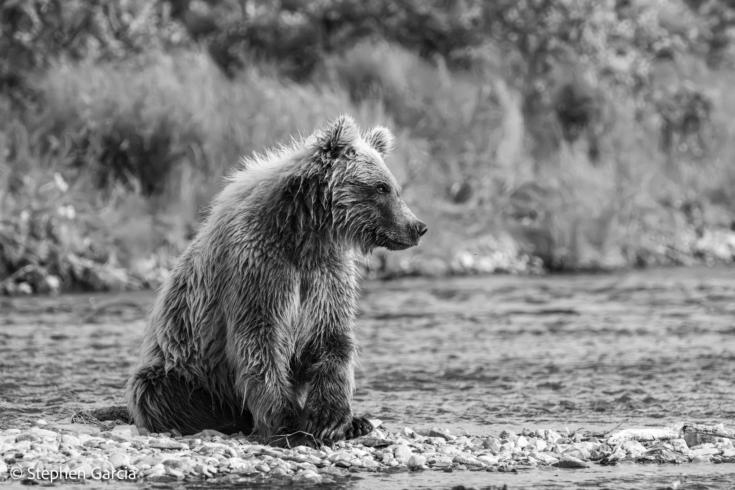 grizzly-25.jpg