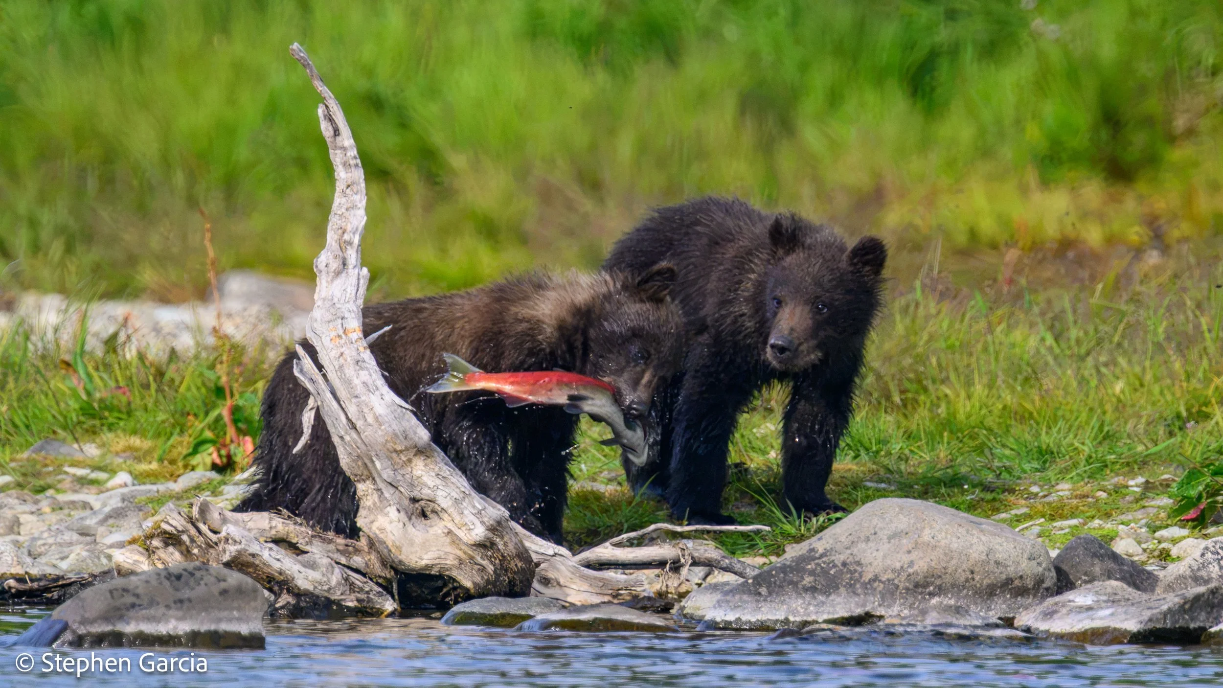 grizzly-36.jpg